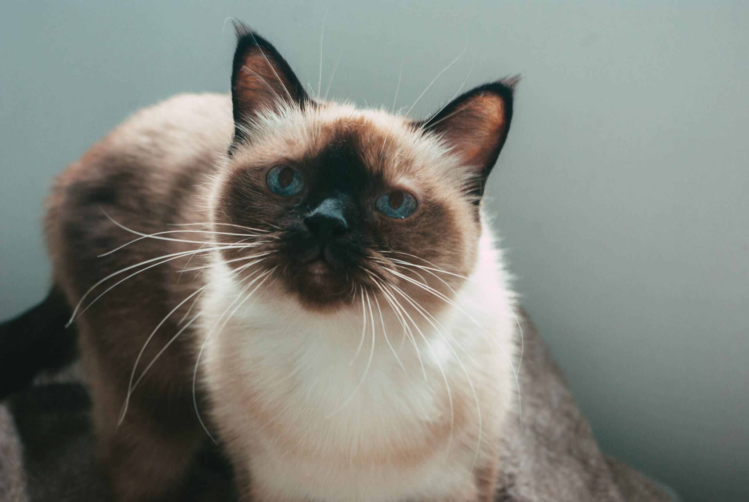 Balinese Katze mit blauen Augen und seidigem Langhaarfell