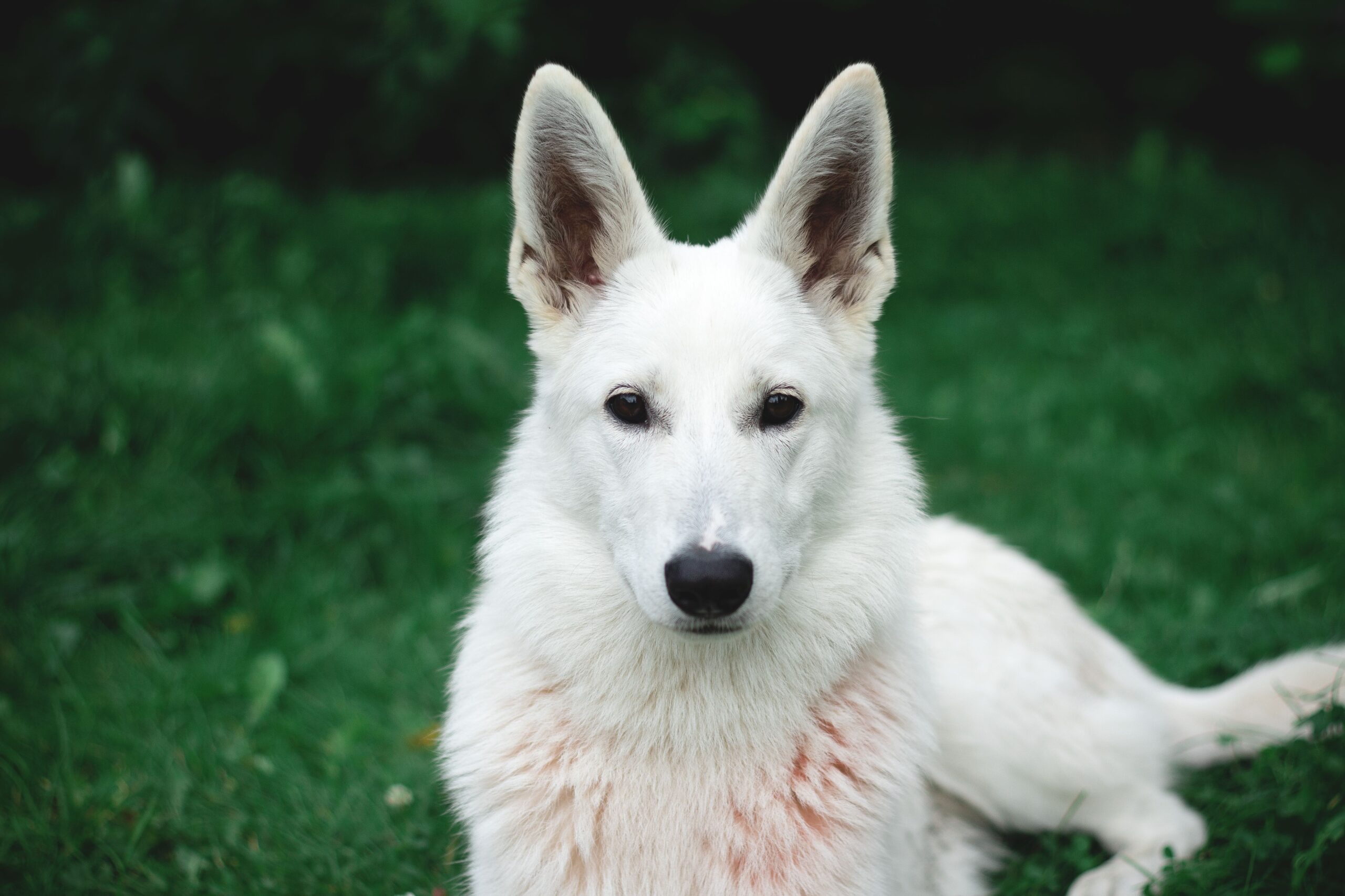 Gesunder Weisser Schweizer Schäferhund in der Natur