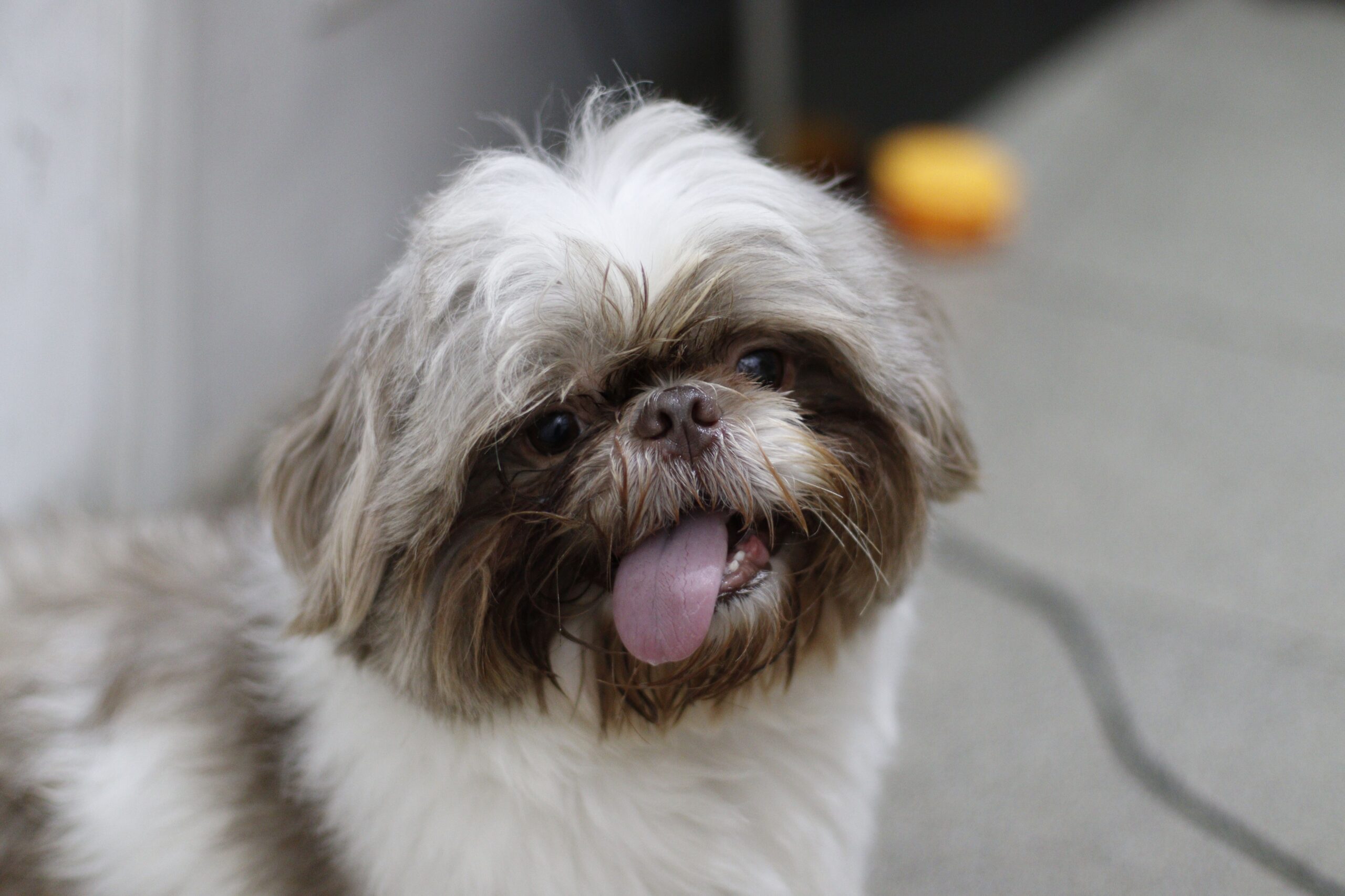 Shih Tzu beim Spaziergang mit seiner Familie