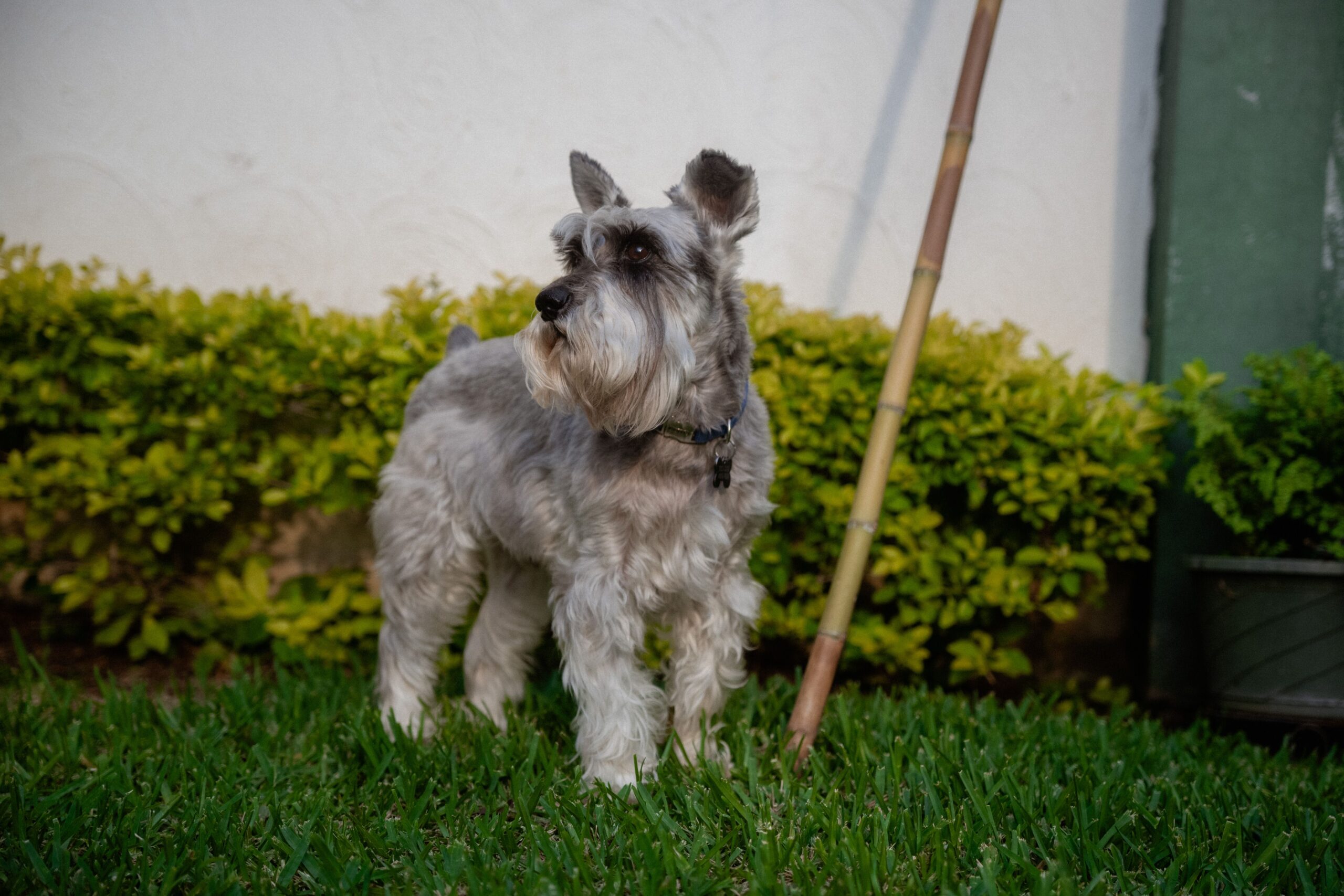 Zwergschnauzer beim Spaziergang mit seinem Halter