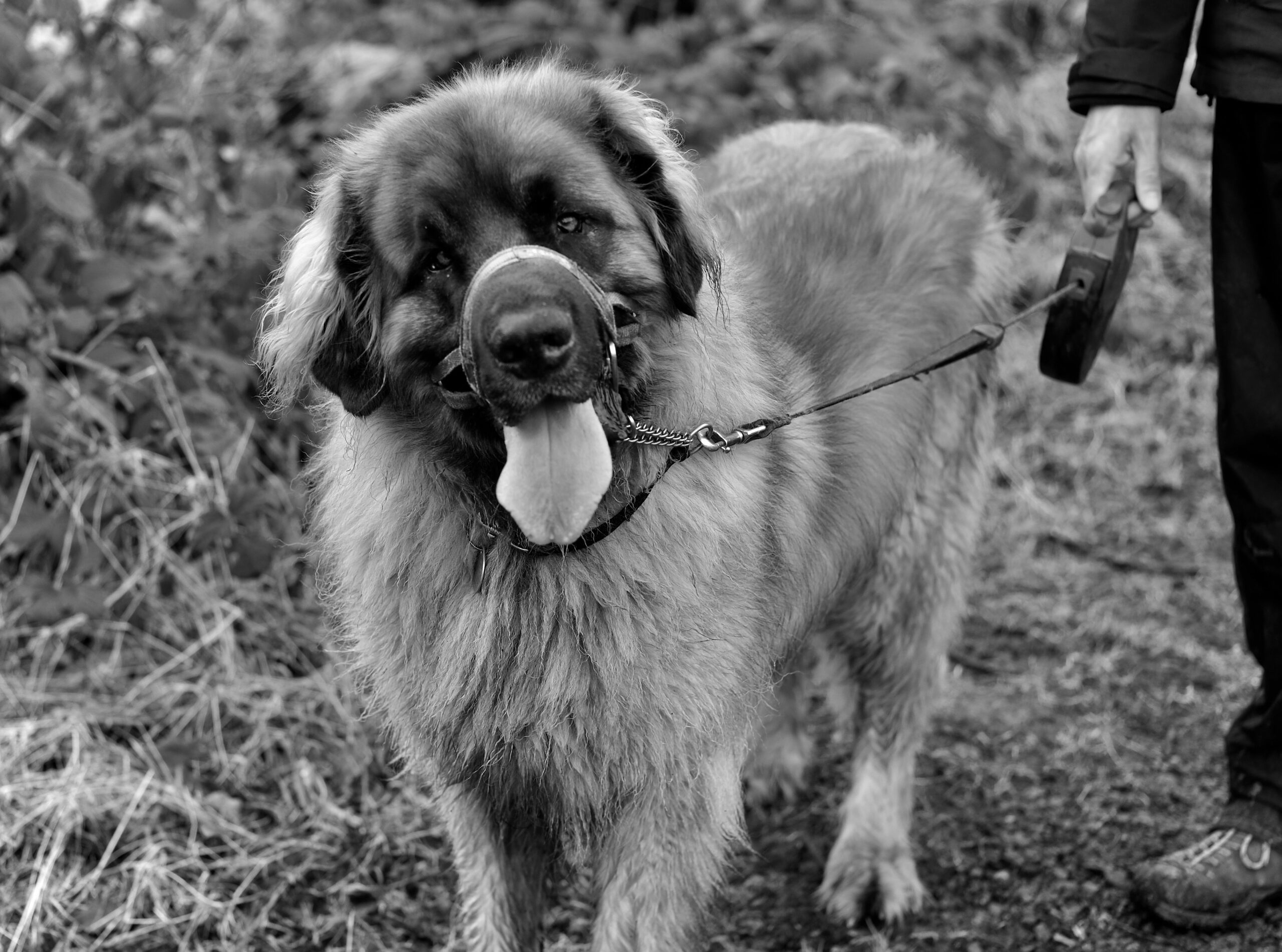Leonberger beim Spaziergang mit seiner Familie