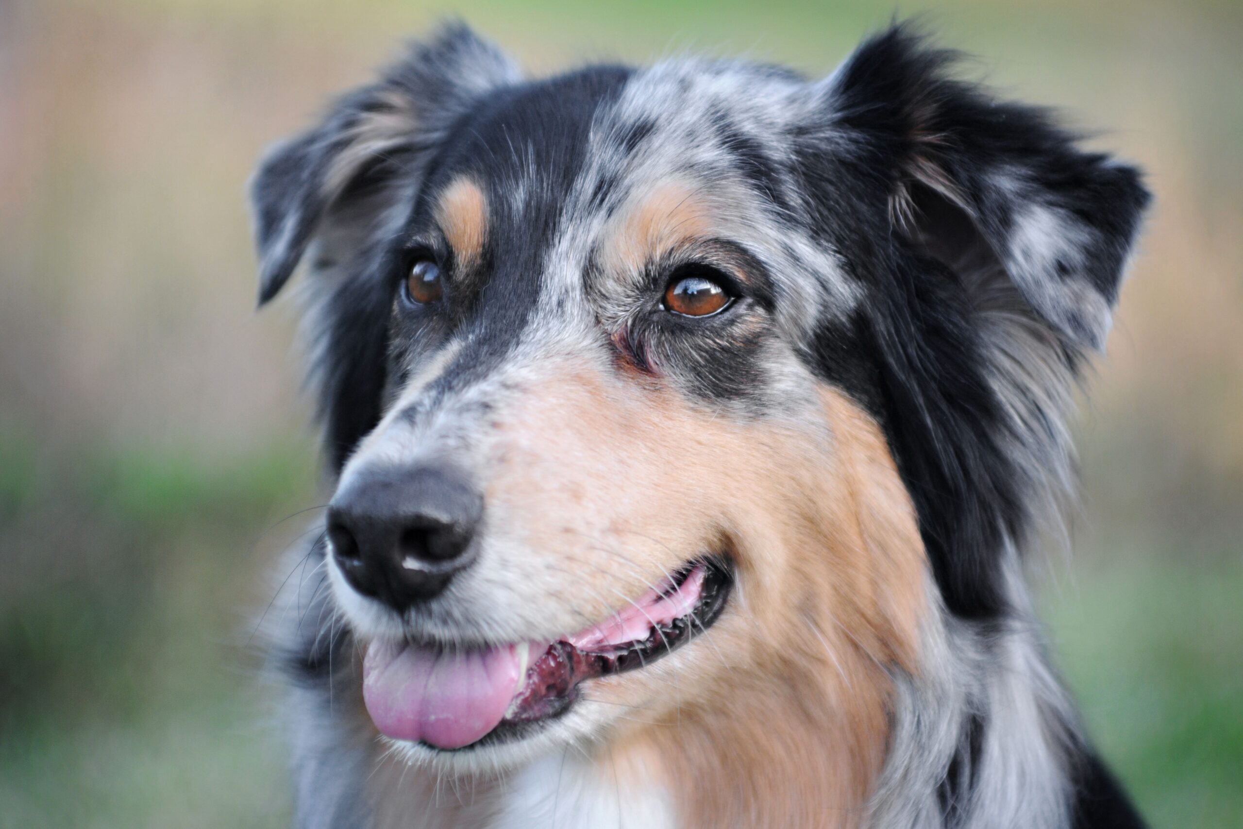 Australian Shepherd aufmerksam in der Natur