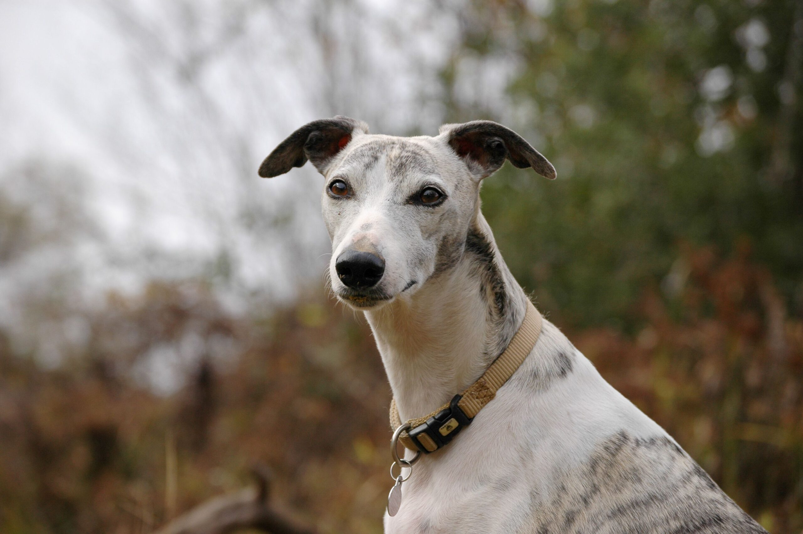 Gesunder Whippet beim Laufen in der Natur