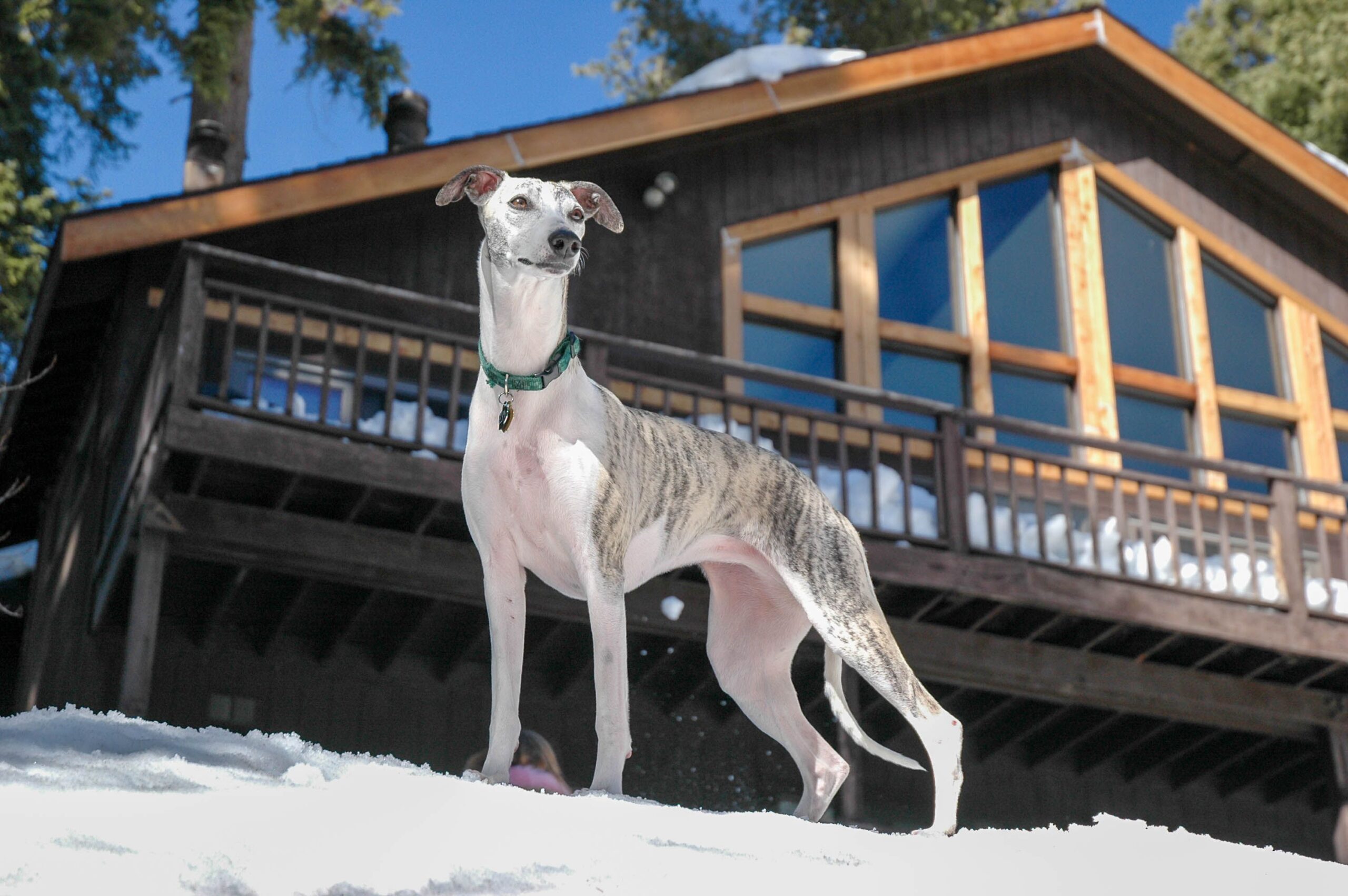 Whippet beim Spaziergang mit seinem Halter