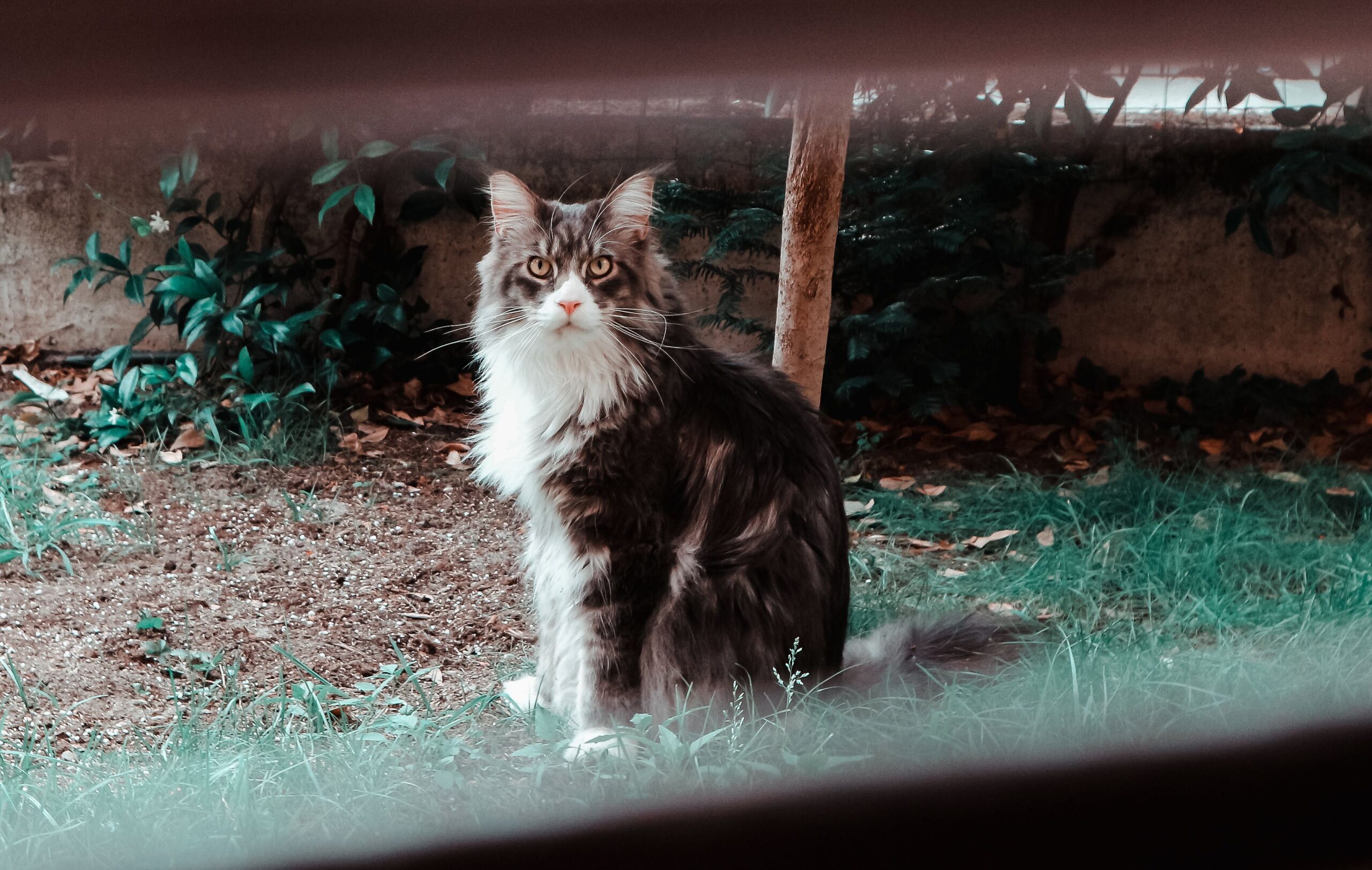Nebelung Katze beim ruhigen Spielen in der Wohnung