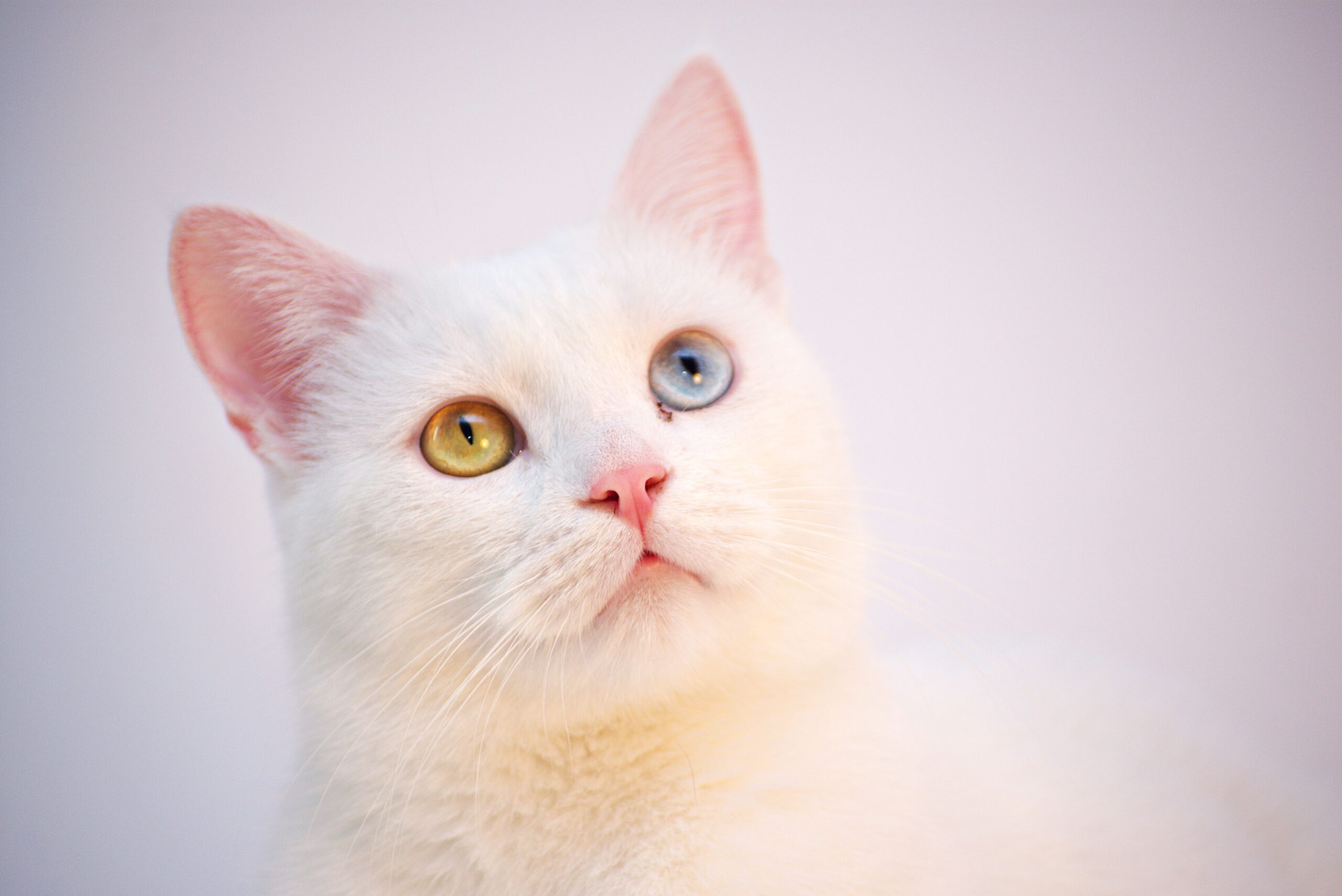 Khao Manee Katze mit weißem Fell und verschiedenfarbigen Augen