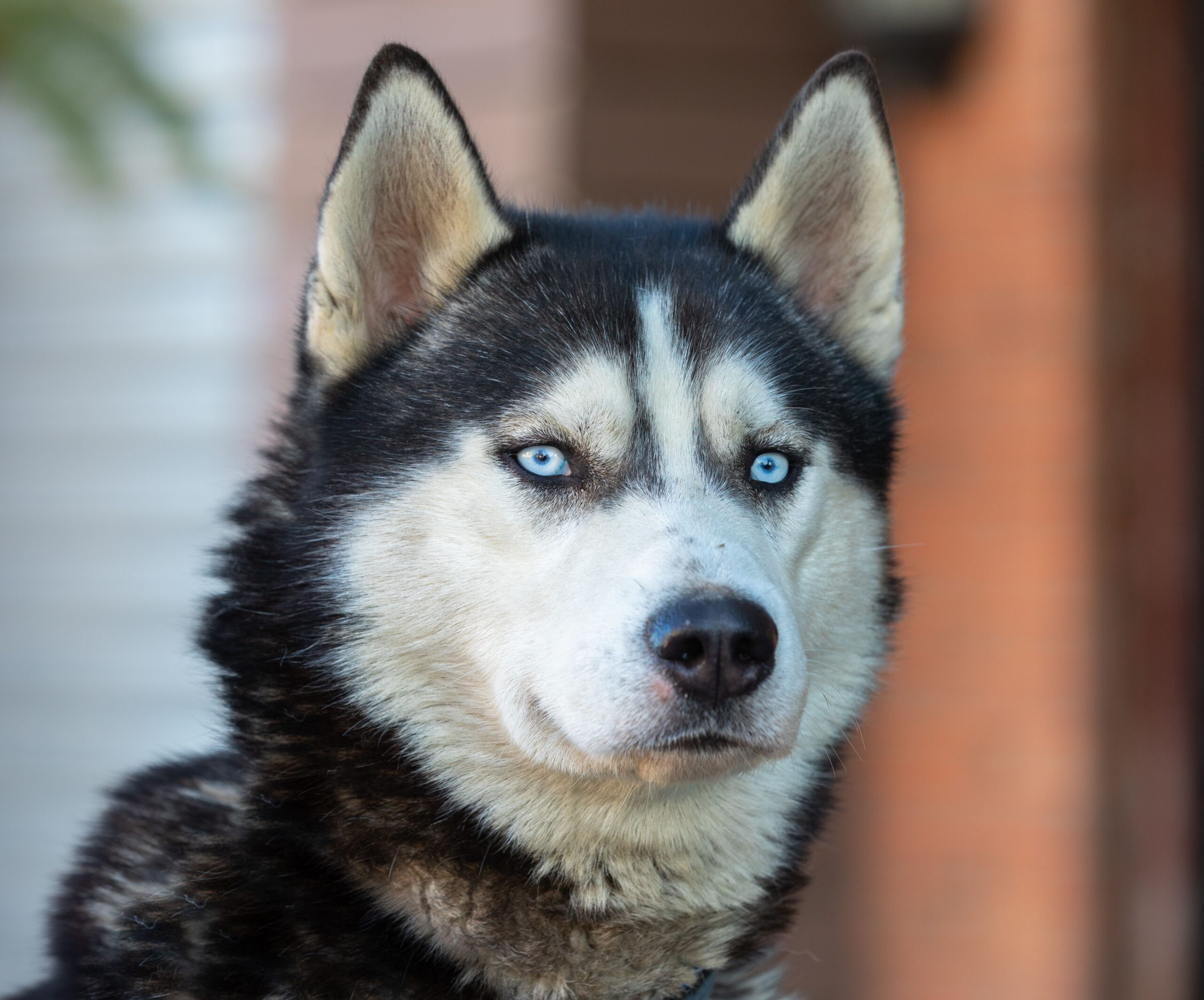 Siberian Husky beim Spaziergang mit seinem Halter