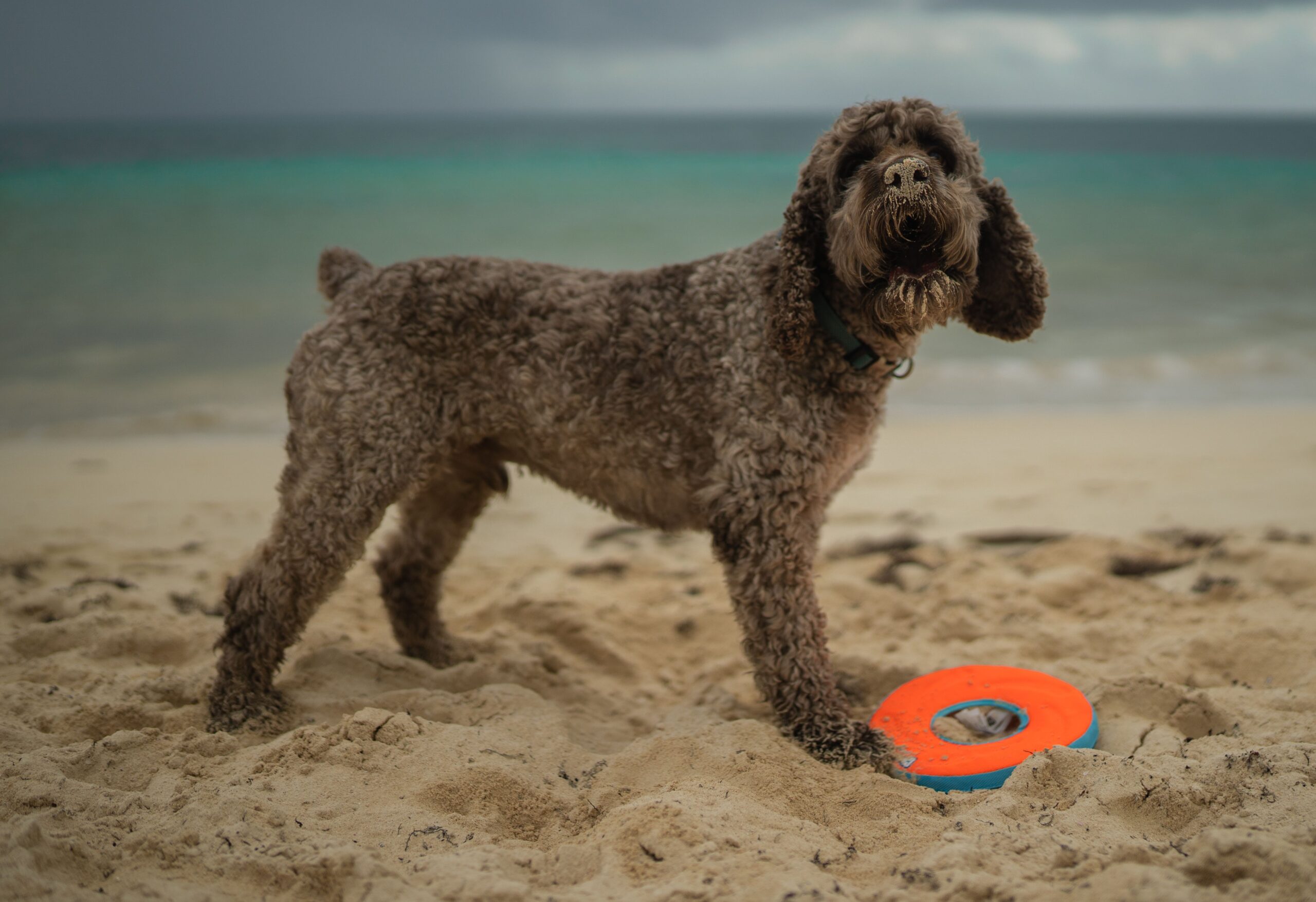 Lagotto Romagnolo mit dichtem lockigem Fell im Freien