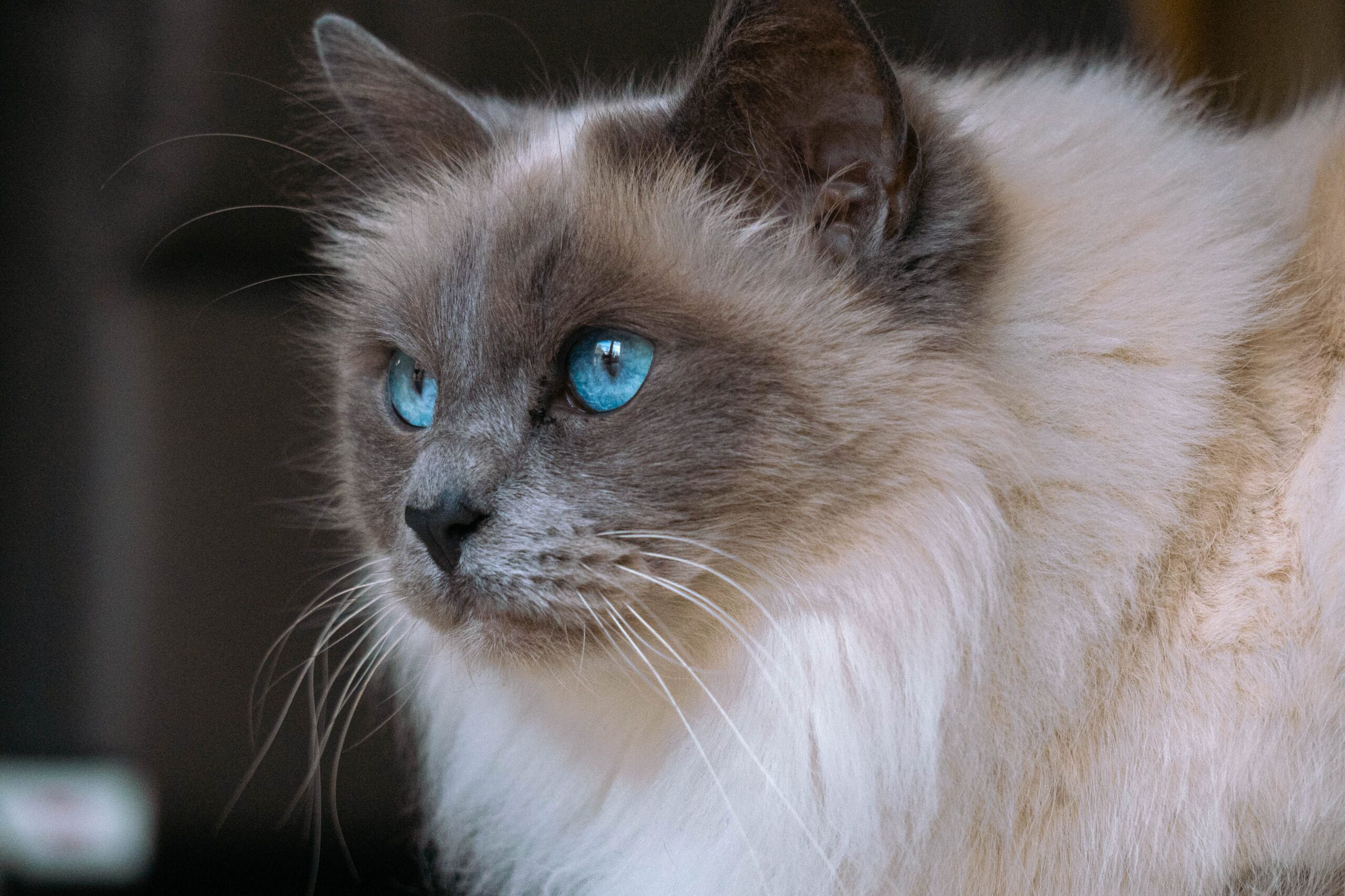Ragdoll Katze bei der tierärztlichen Herzuntersuchung