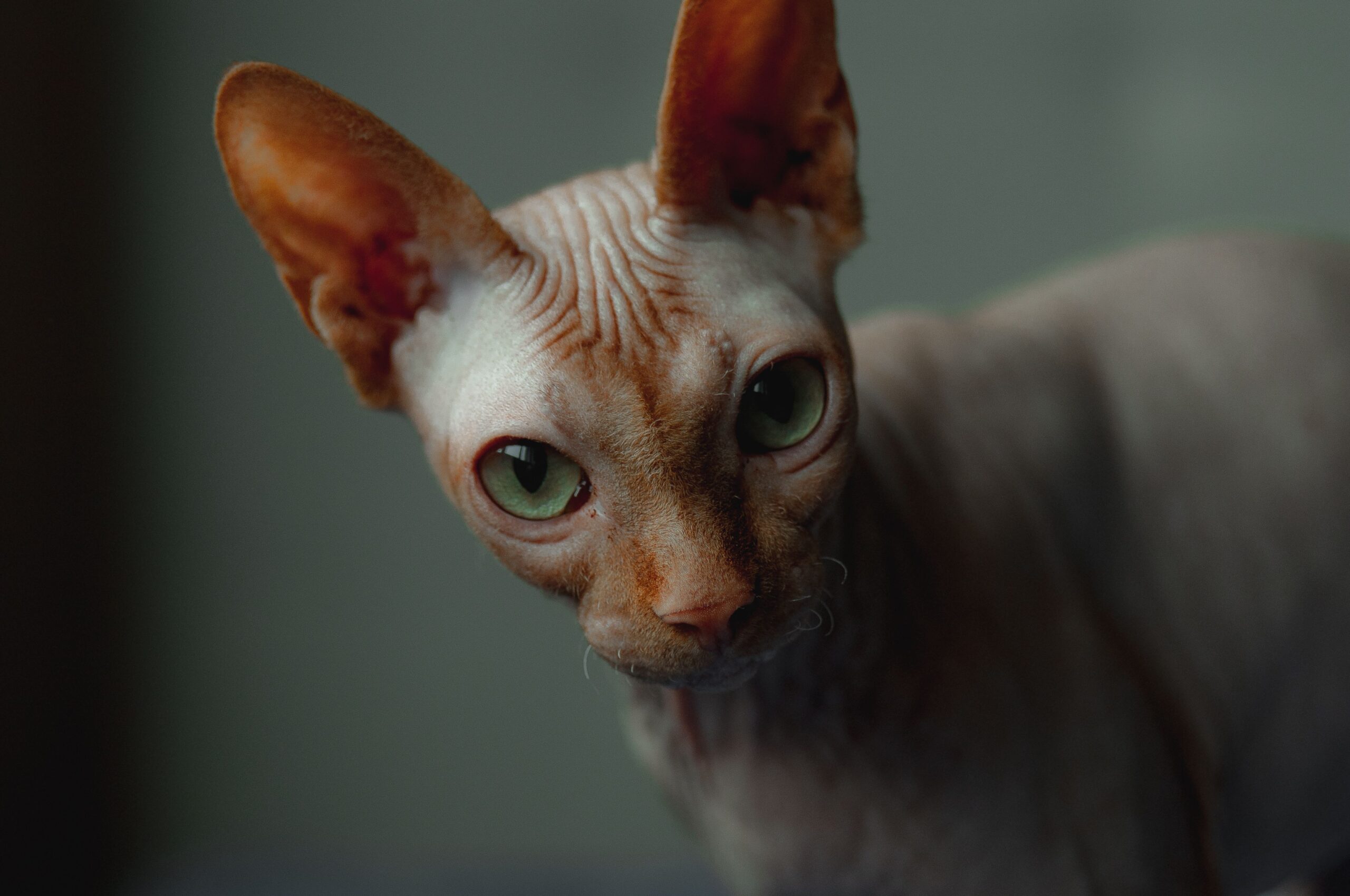 Peterbald Katze mit haarloser Haut und großen Ohren