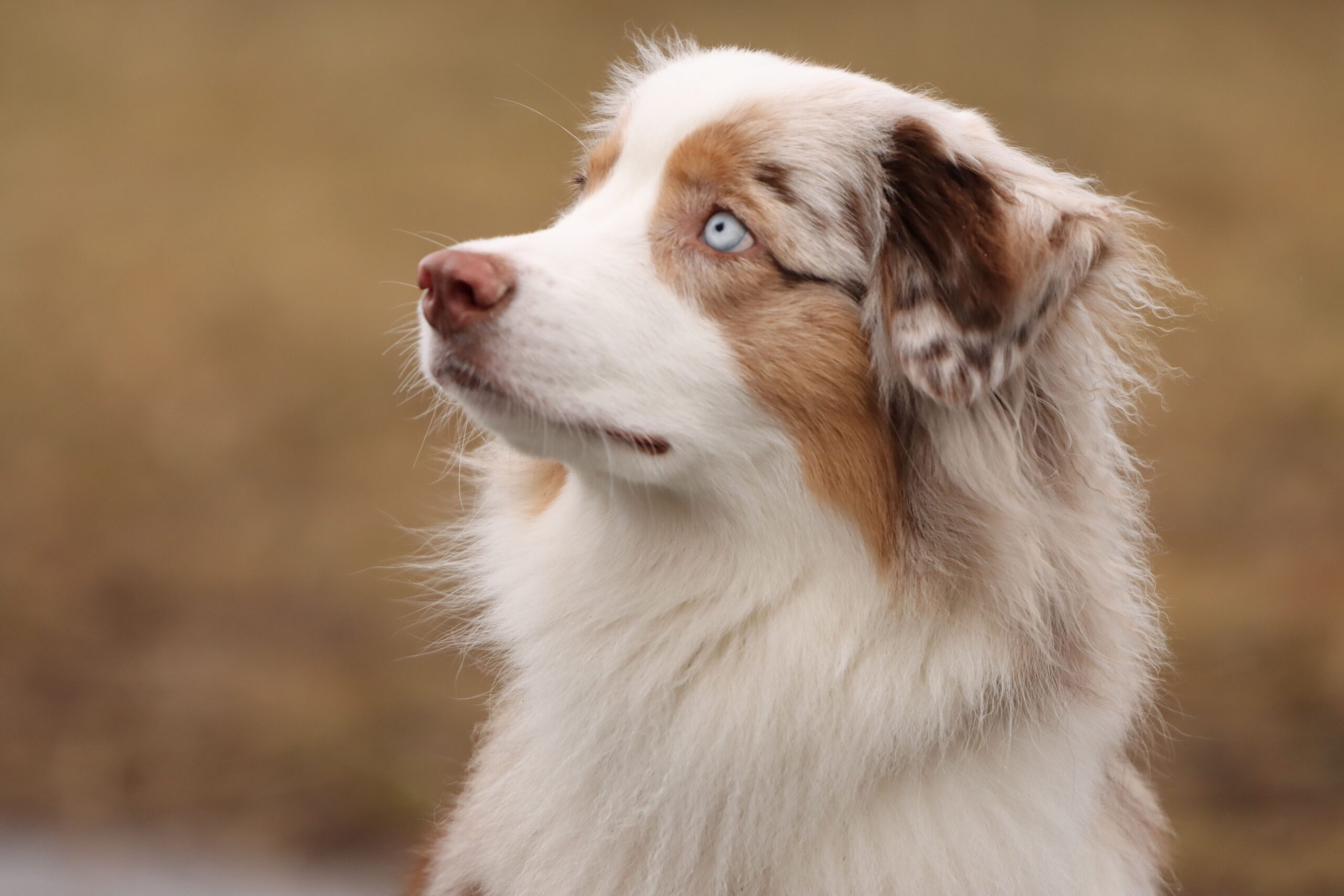 Miniature American Shepherd im Freien