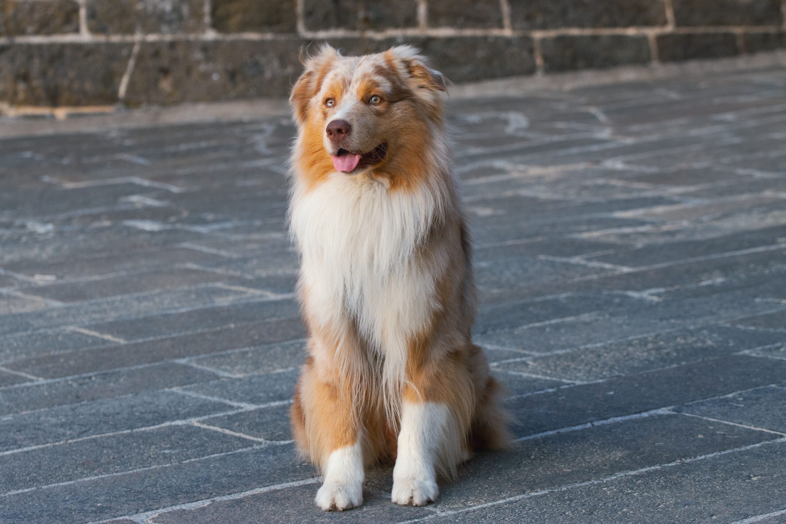 Australian Shepherd mit mehrfarbigem Fell im Freien