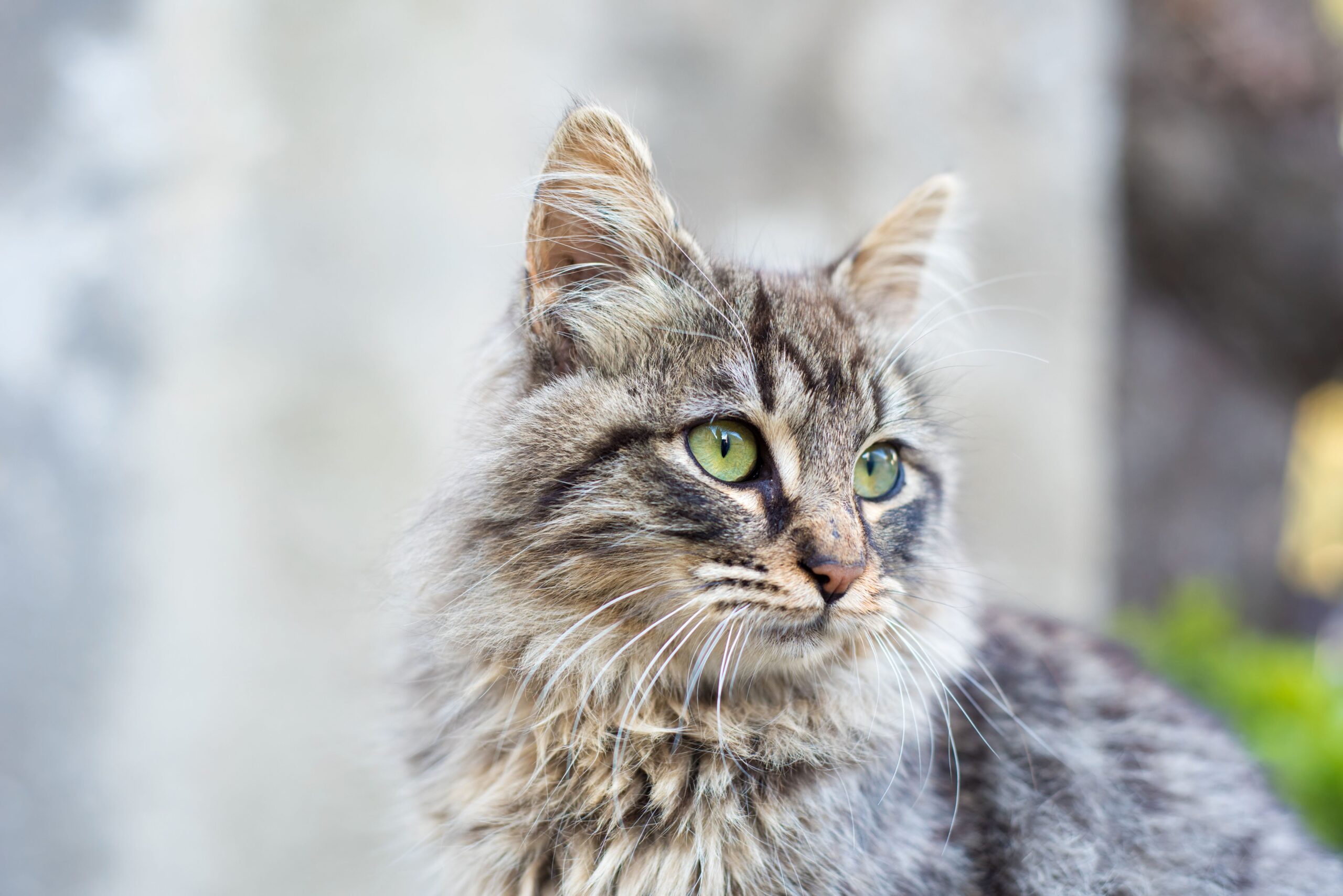 Nebelung Katze bei der tierärztlichen Untersuchung