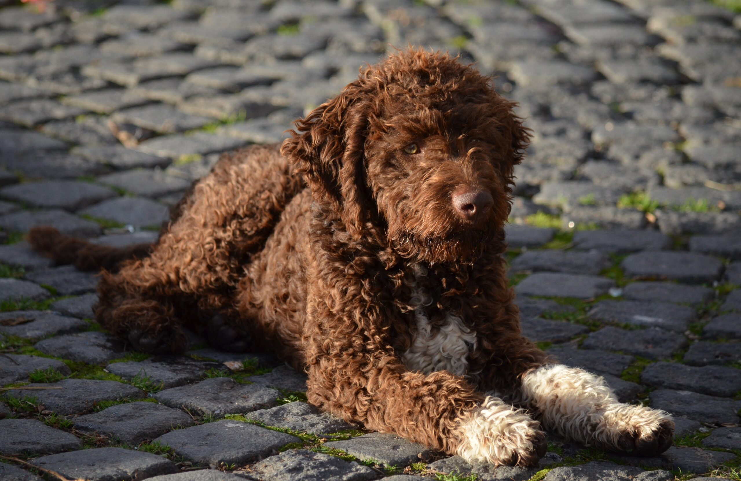 Lagotto Romagnolo aufmerksam in der Natur