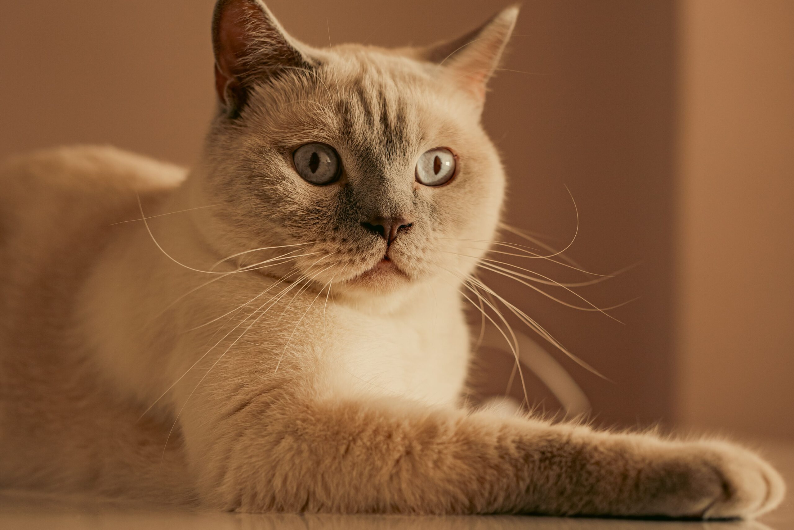 Britisch Kurzhaar Katze bei der tierärztlichen Untersuchung