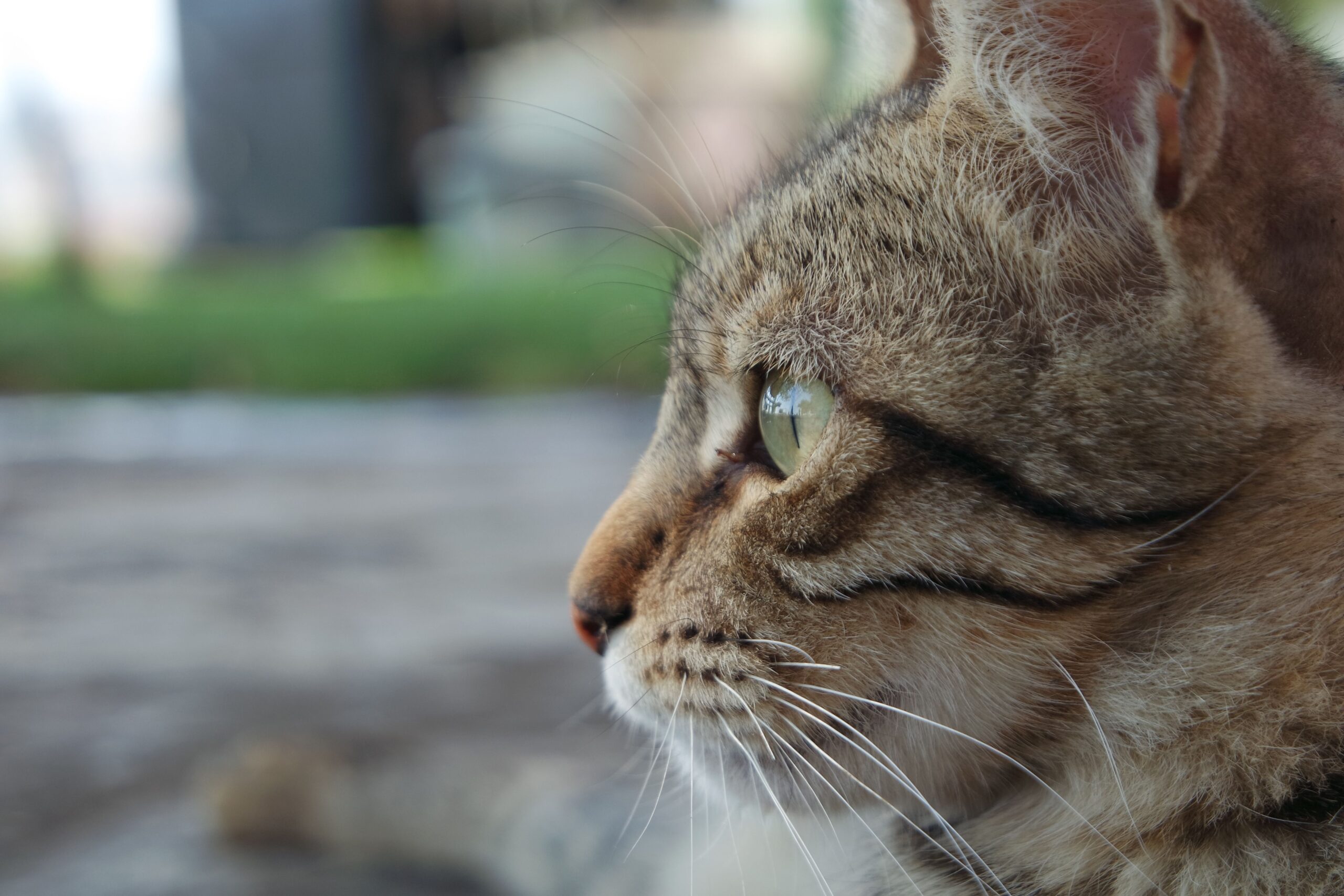 Ocicat Katze bei der tierärztlichen Augenuntersuchung