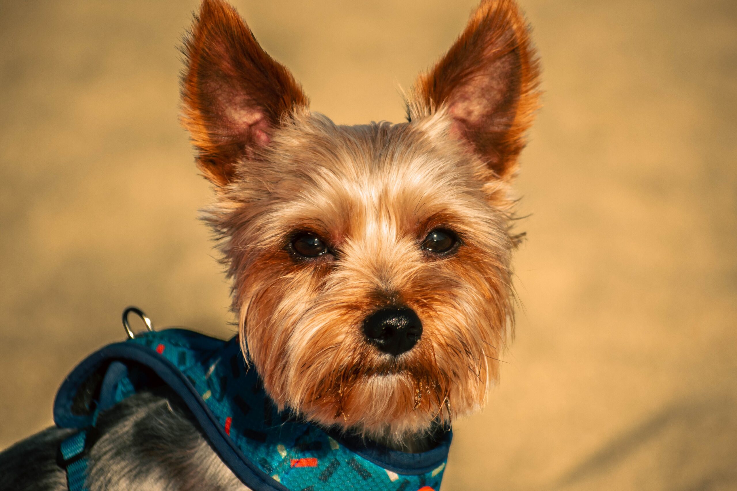 Yorkshire Terrier mit langem gepflegtem Fell