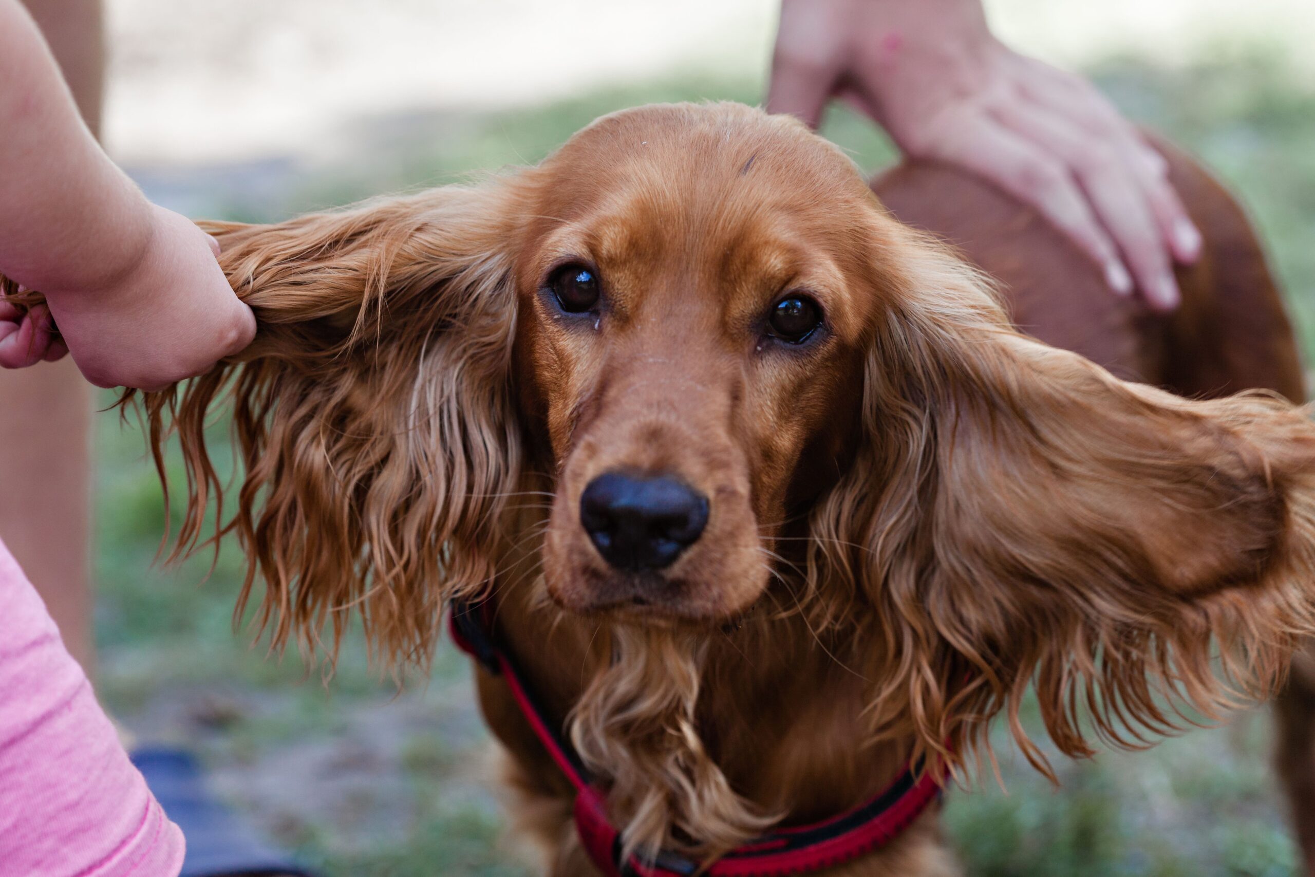 English Cocker Spaniel mit langen Schlappohren im Freien