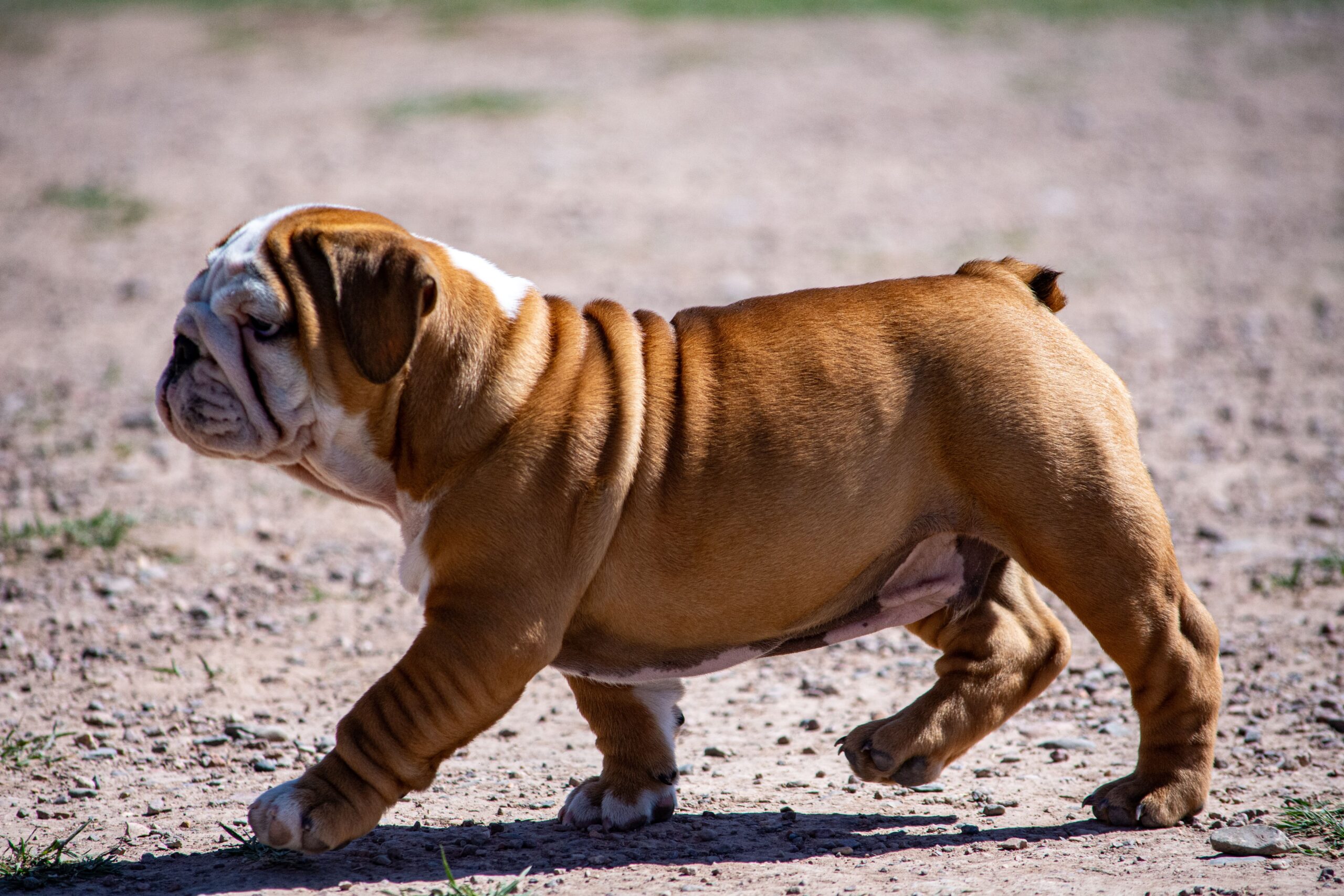 Englische Bulldogge beim Spaziergang mit ihrem Halter