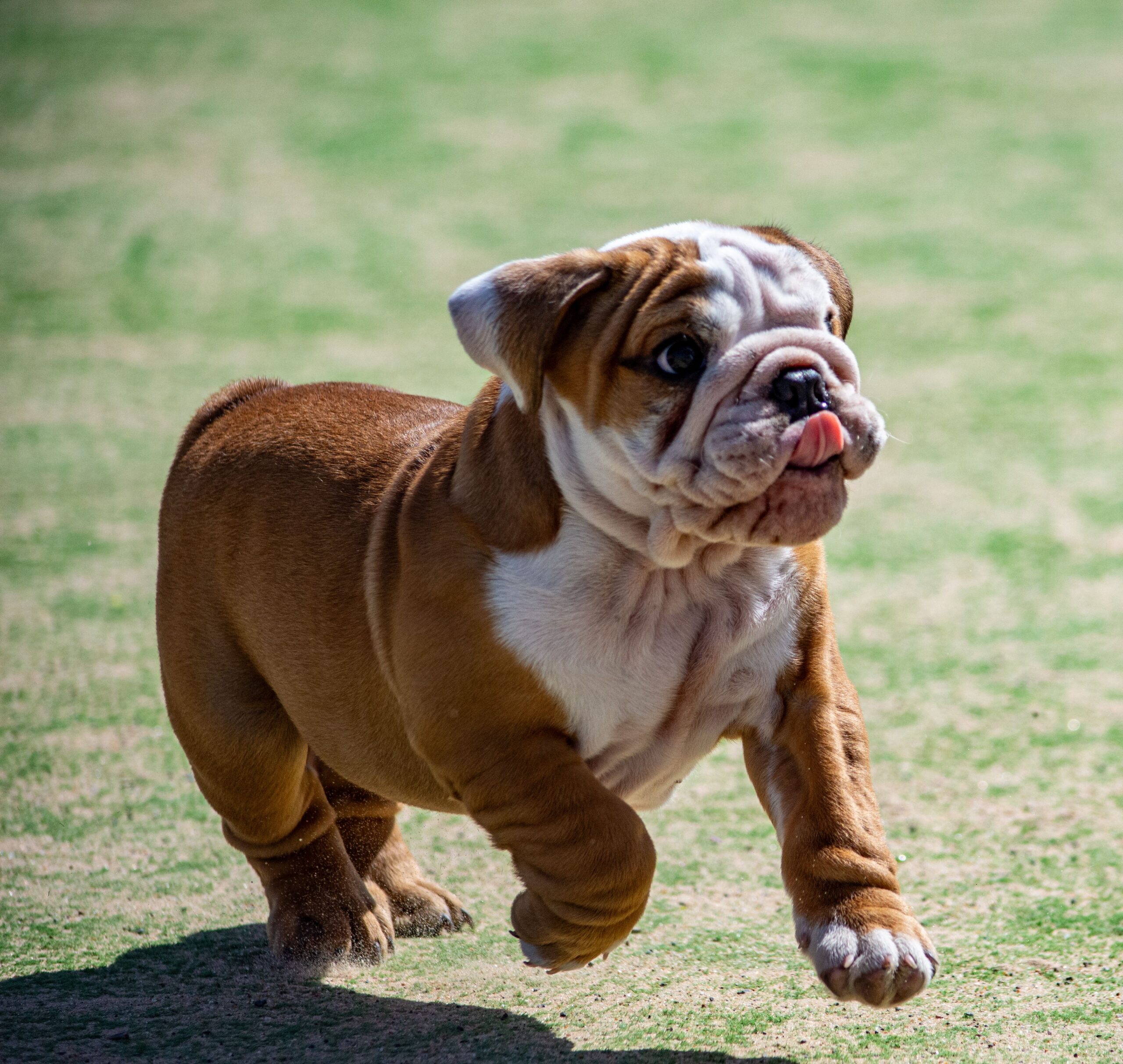 Englische Bulldogge mit kräftigem Körperbau im Freien