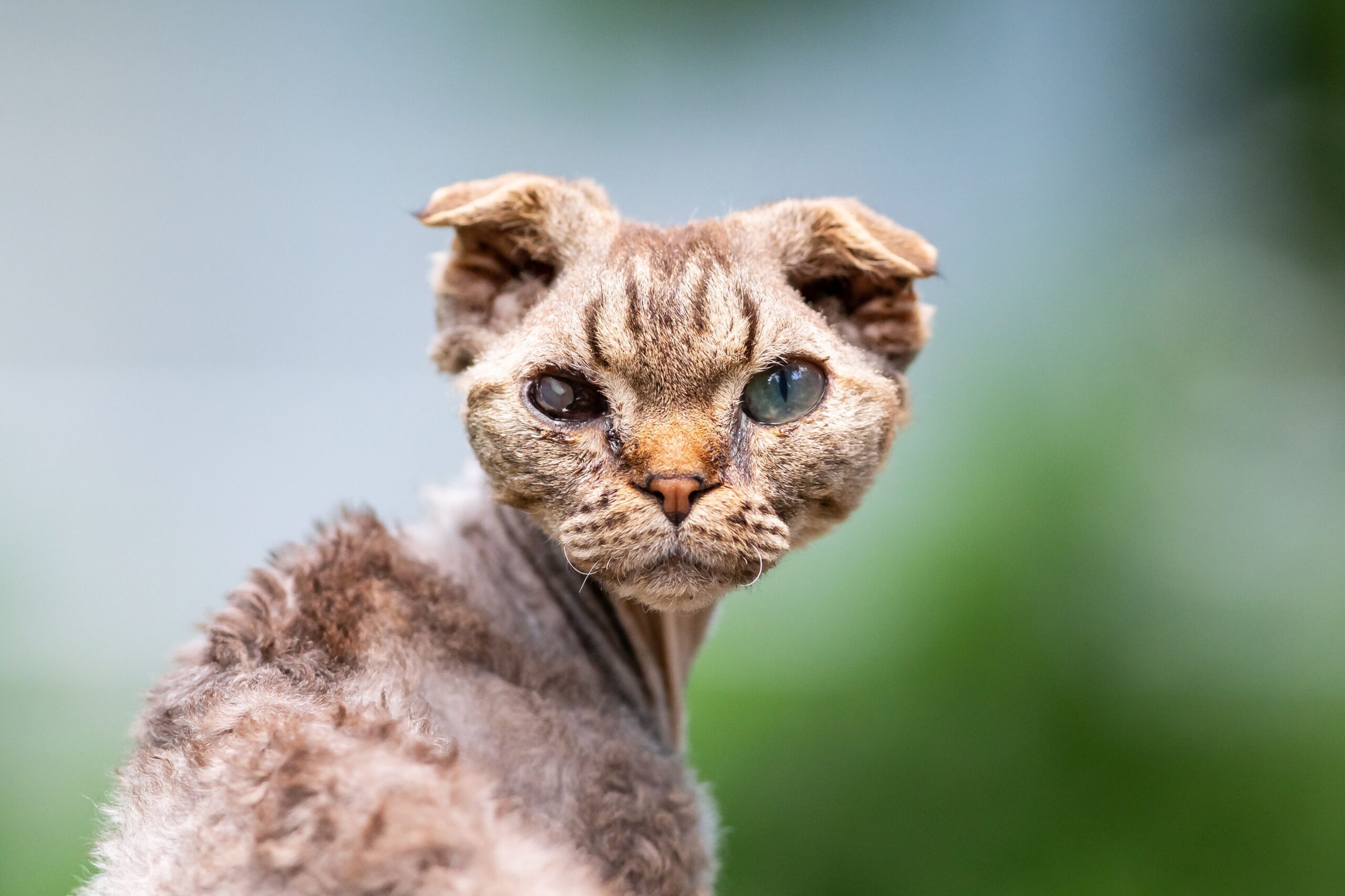 Lykoi Katze mit typischem Roan-Fell und haararmer Gesichtsmaske