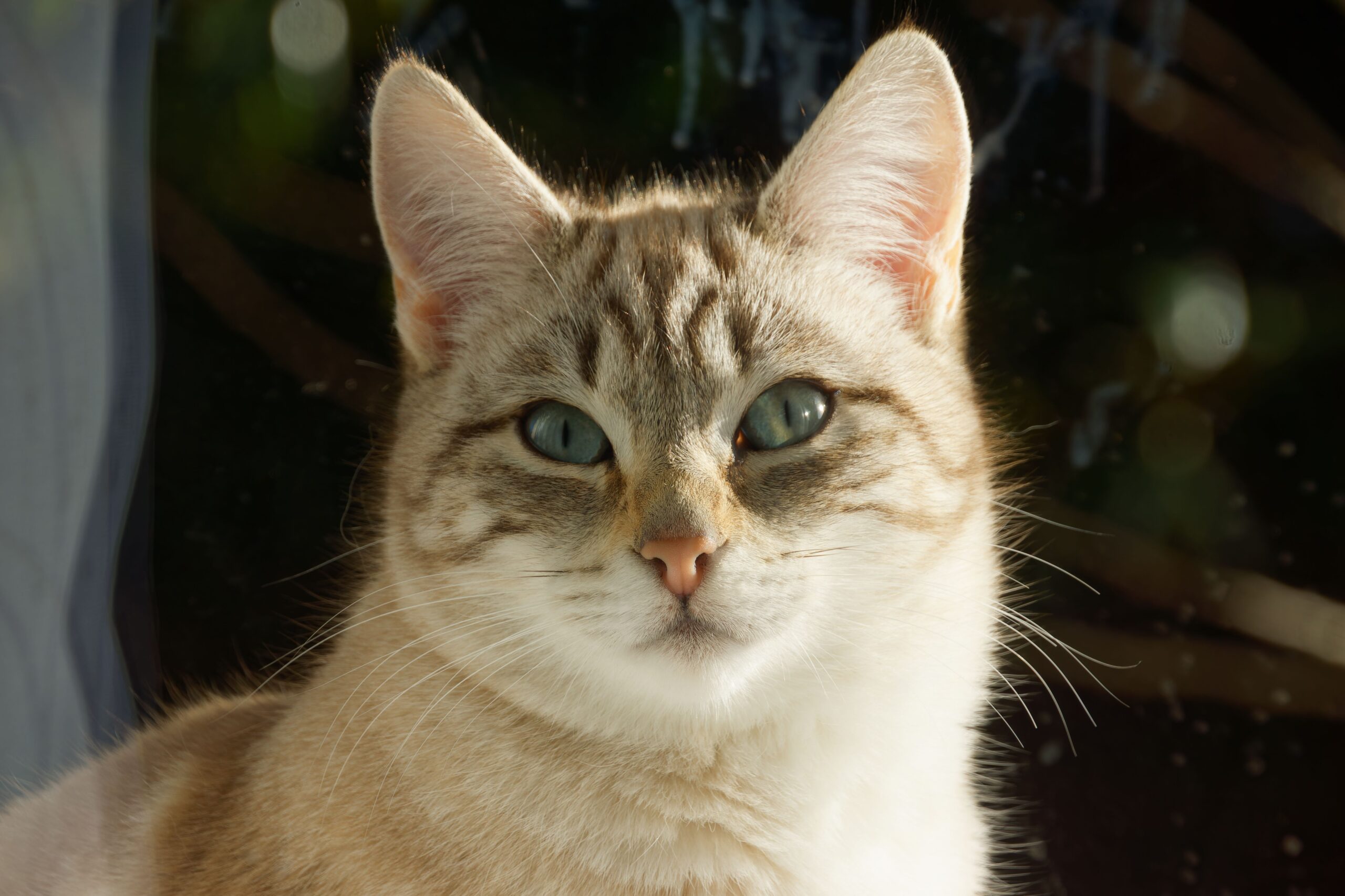 Australian Mist Katze bei der tierärztlichen Untersuchung