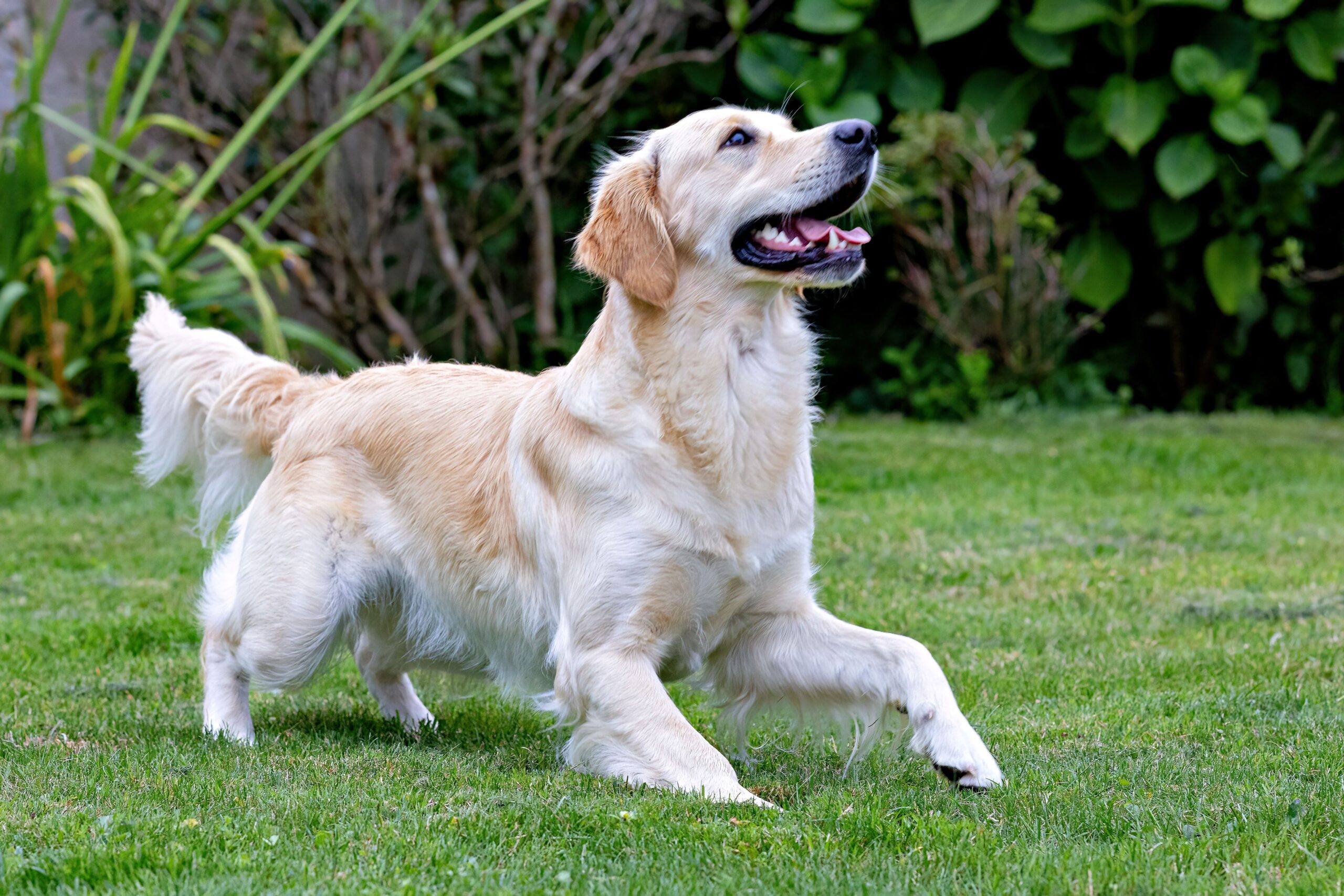 Golden Retriever aufmerksam in der Natur