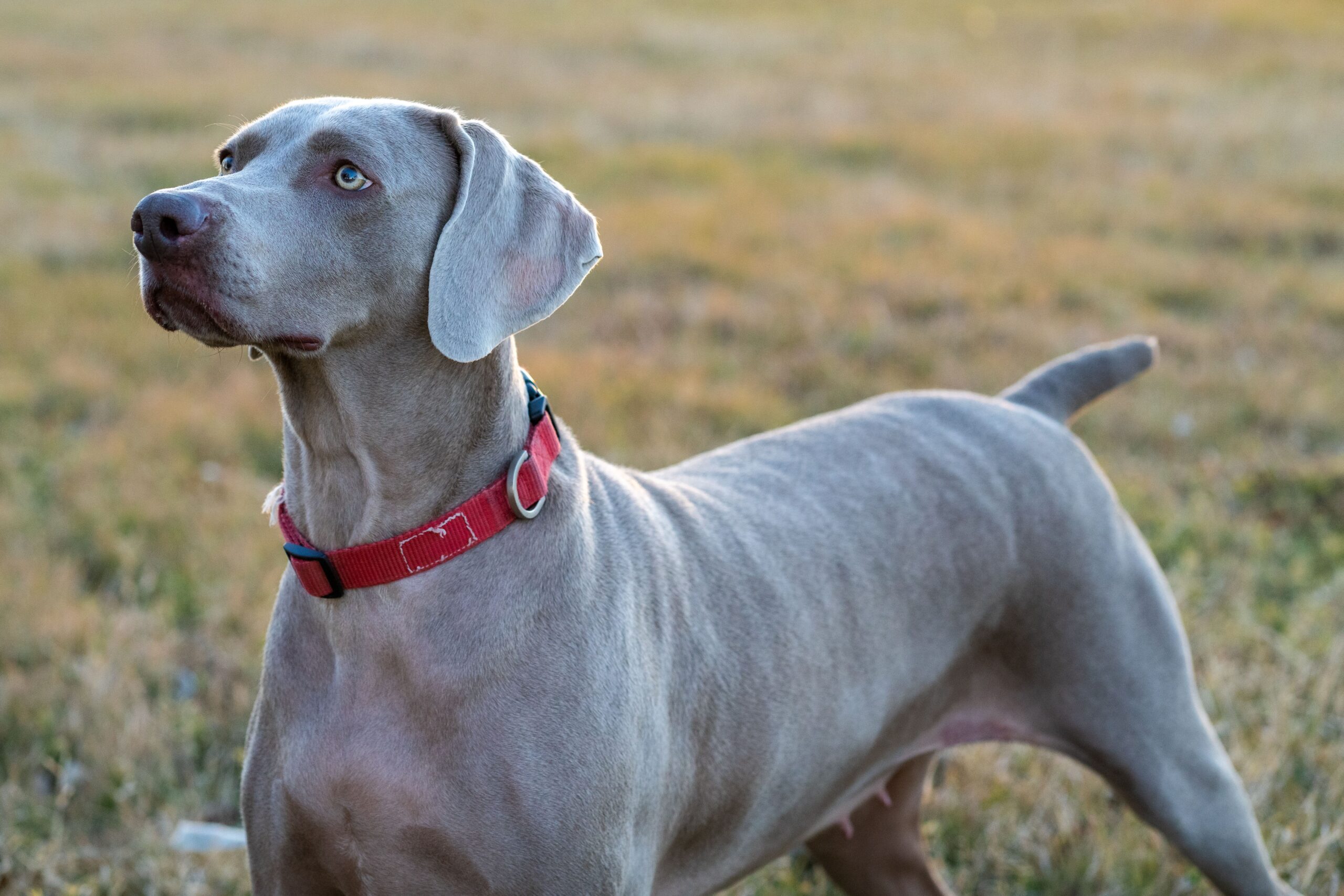 Weimaraner mit rotem Halsband auf einer Wiese