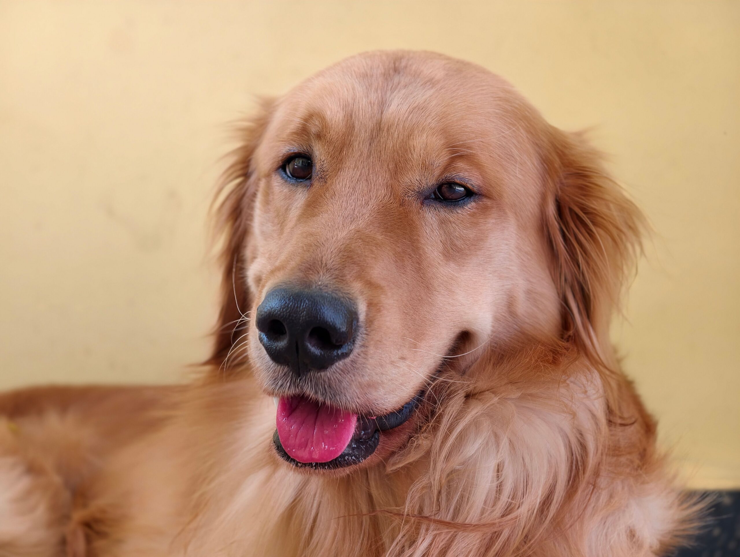 Golden Retriever beim Spielen mit seiner Familie
