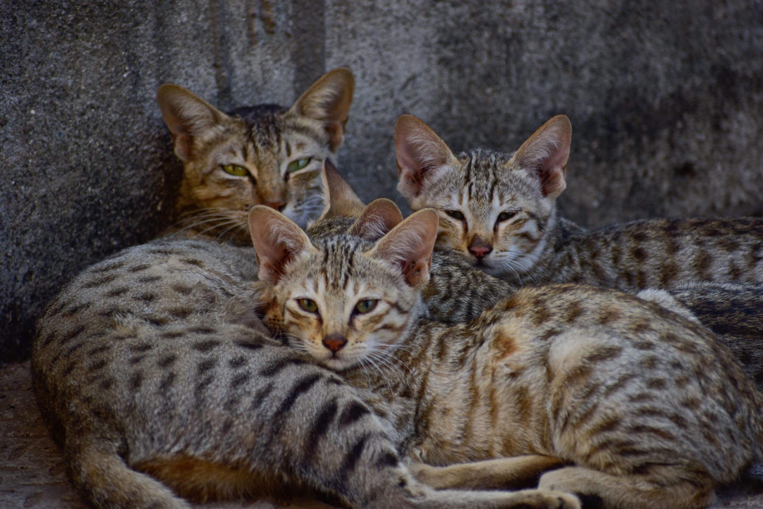 Egyptian Mau Katze bei der tierärztlichen Untersuchung