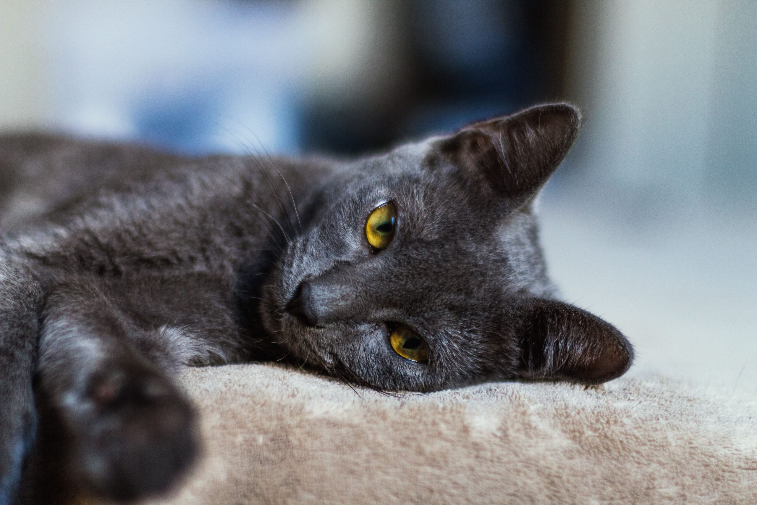 Korat Katze mit silberblauem Fell und grünen Augen