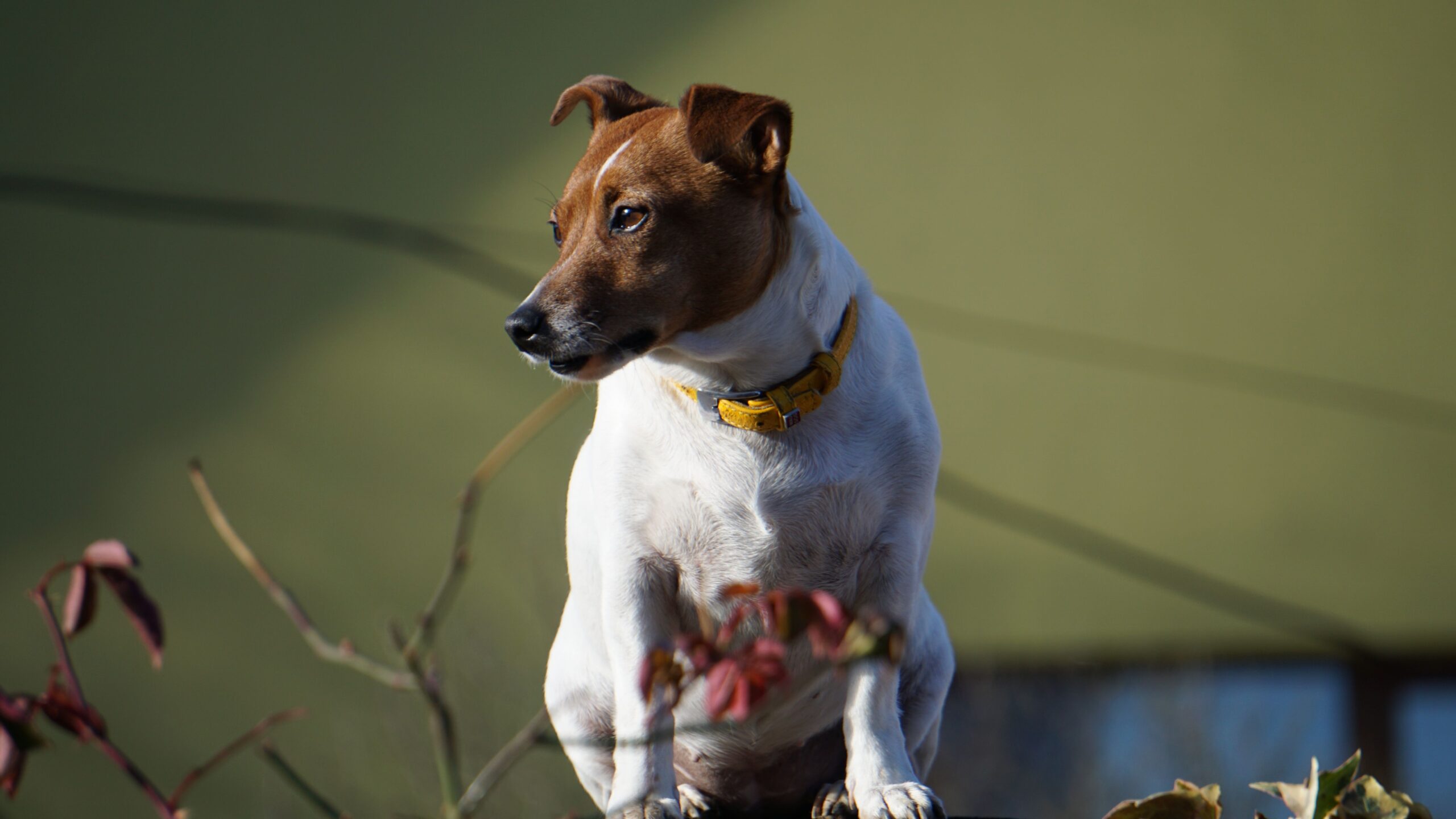 Jack Russell Terrier bei Bewegung in der Natur