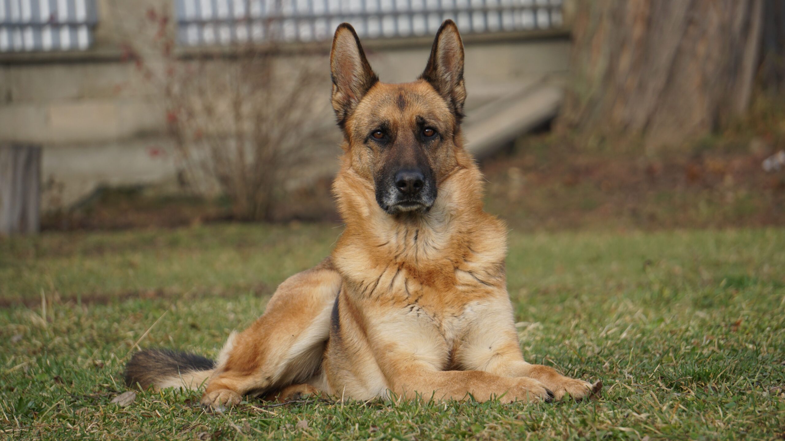 Deutscher Schäferhund beim Training mit seinem Halter