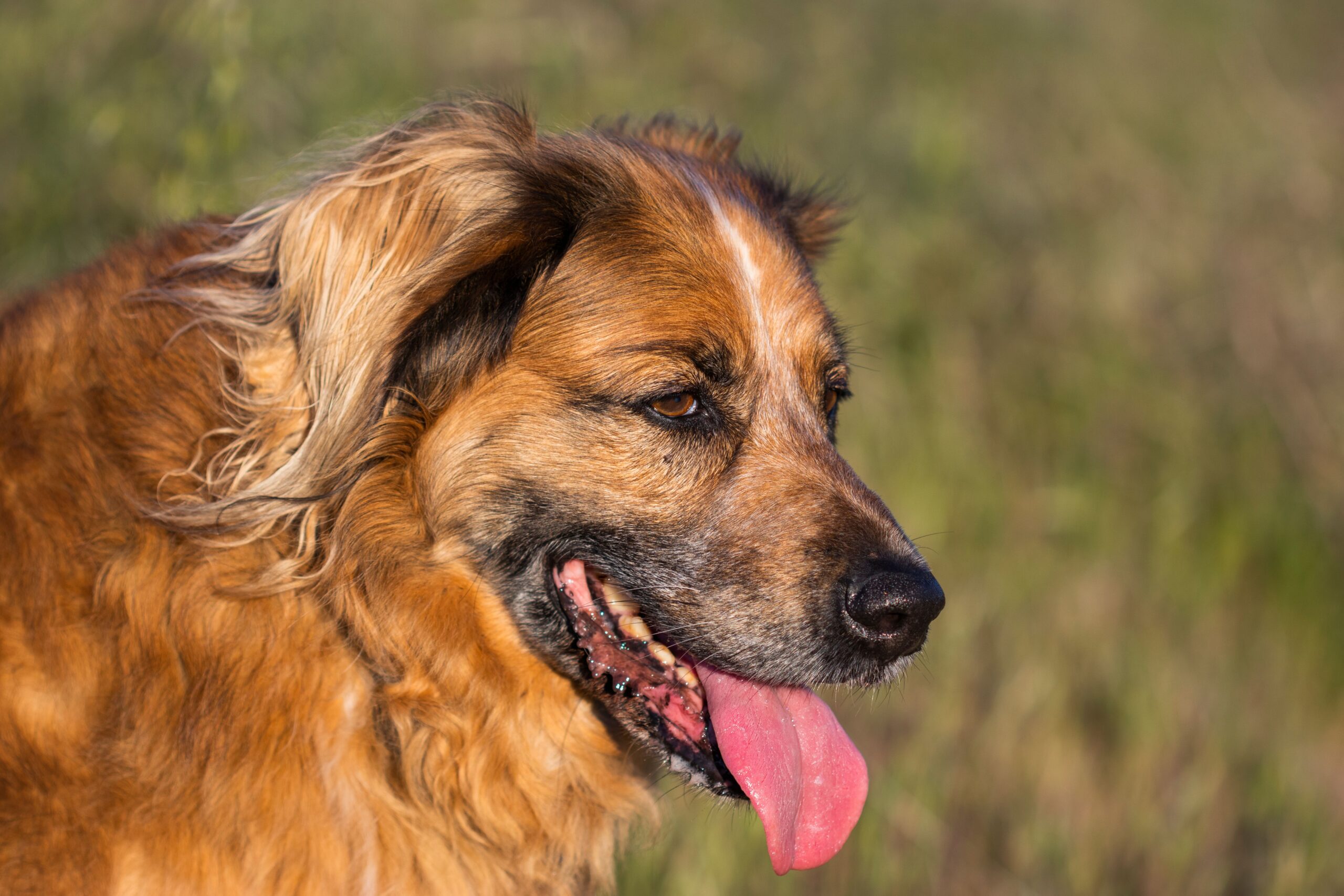 Leonberger mit dichtem langem Fell im Freien