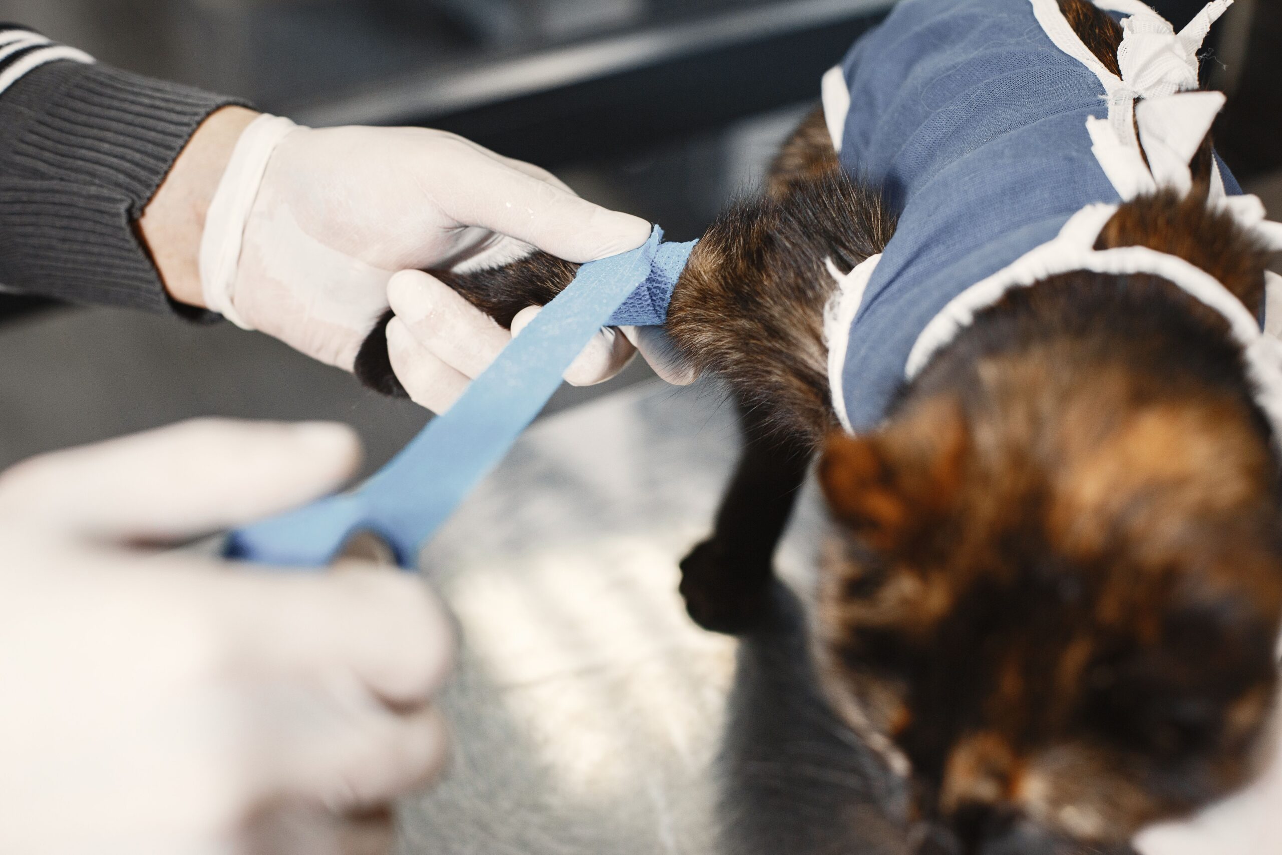 Tierarzt bereitet OP bei Katze vor – OP-Versicherung zahlt