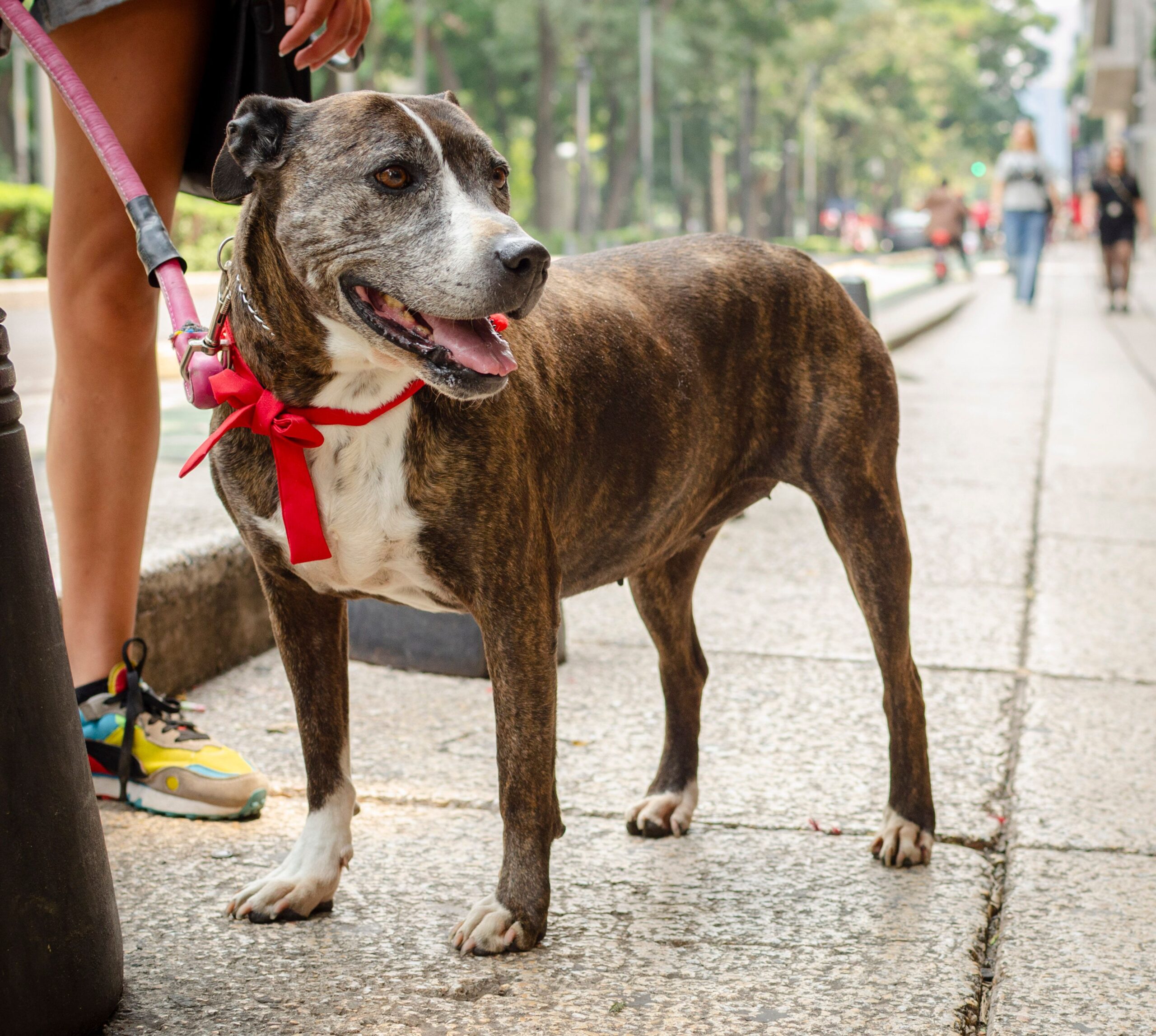 Hundehaftpflichtversicherung – angeleinter Hund mit seinem Halter im Alltag