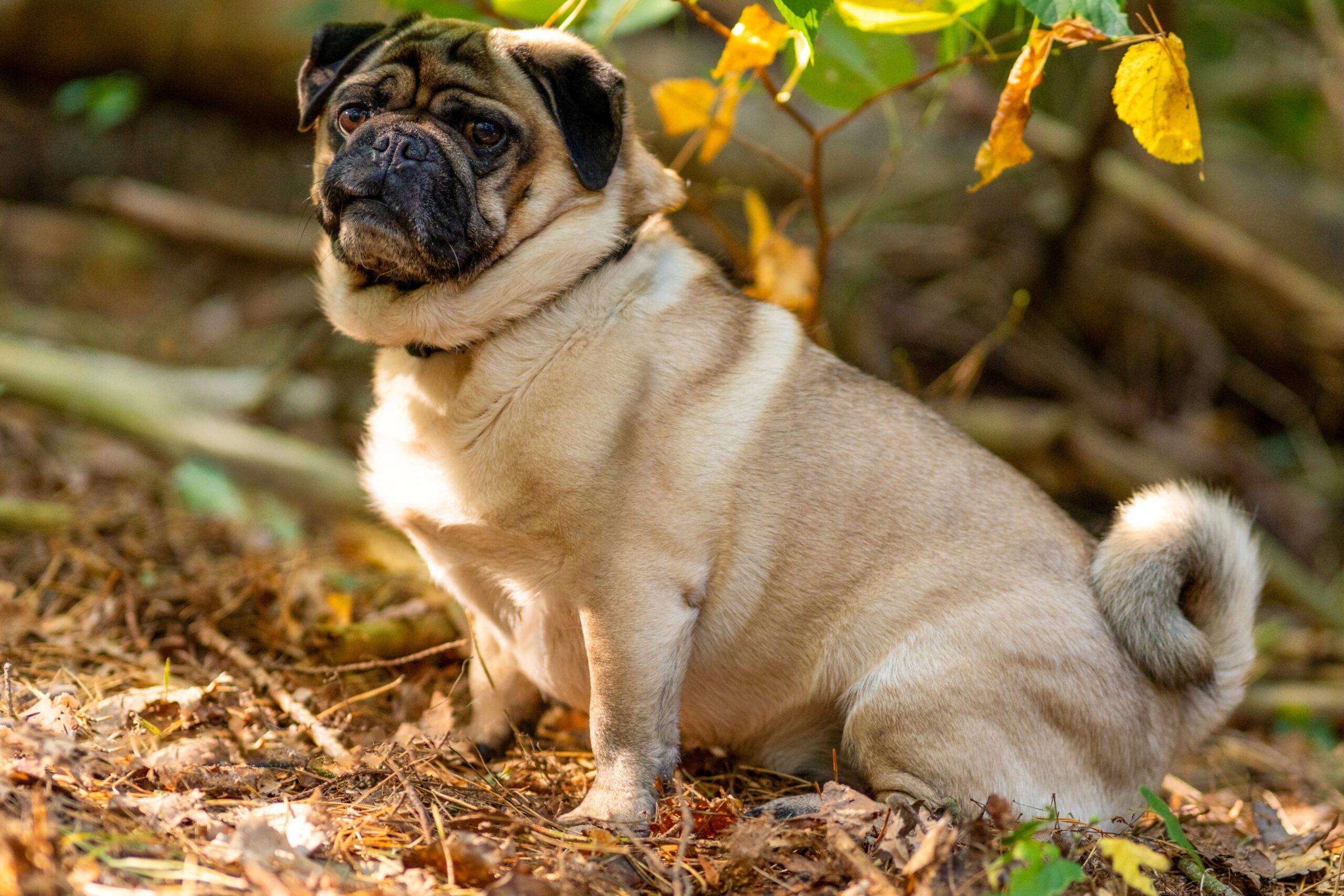 Gesunder Mops bei einem ruhigen Spaziergang