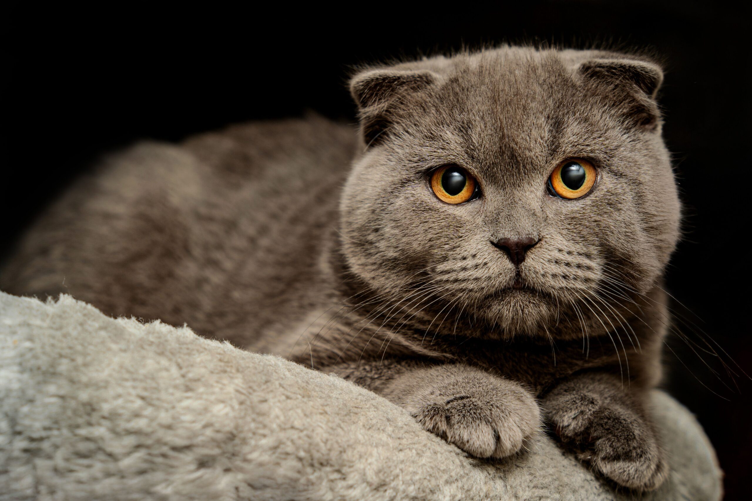 Scottish Fold Katze entspannt zu Hause – ruhige und menschenbezogene Katzenrasse