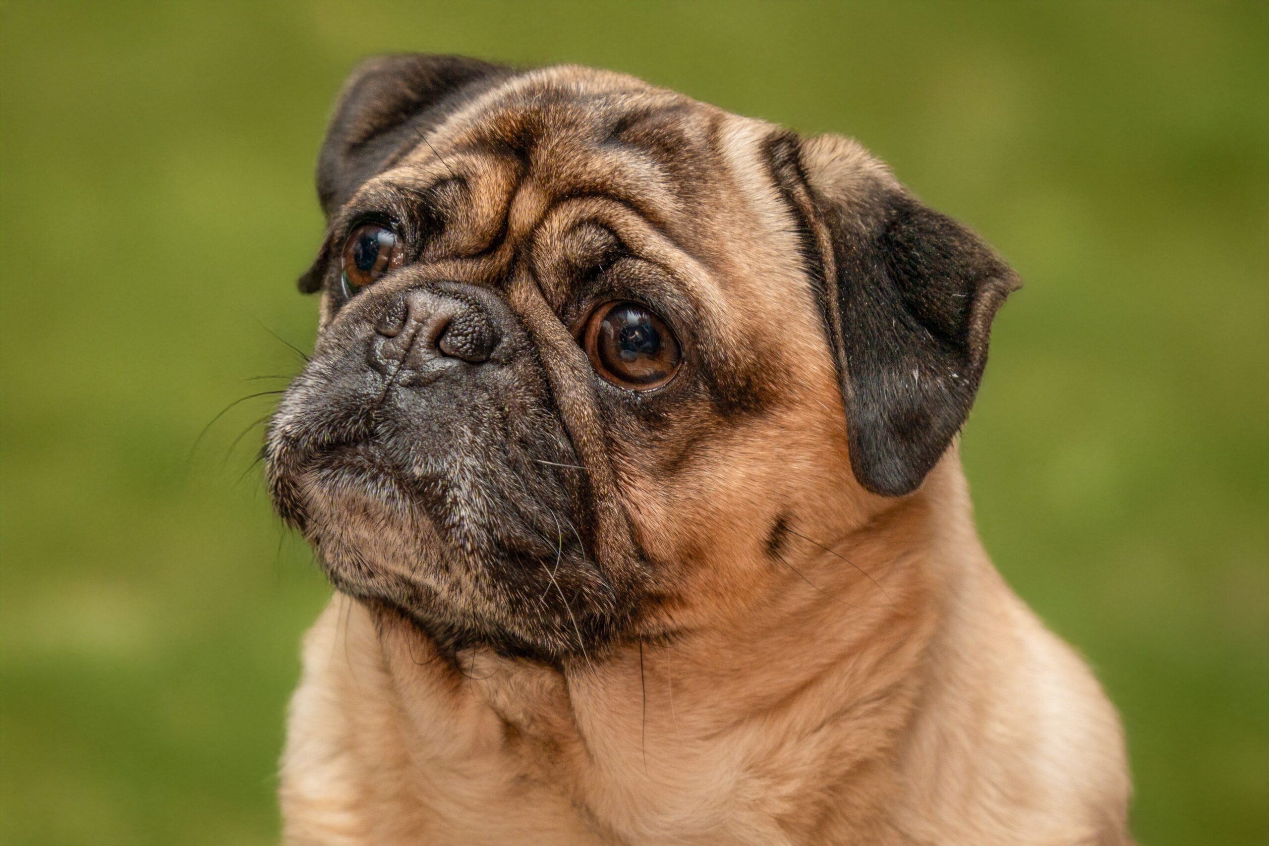 Mops mit typischem Gesicht im Freien