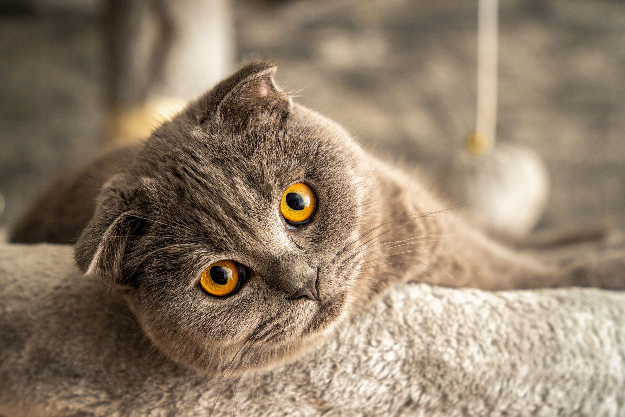 Scottish Fold Katze mit typischen gefalteten Ohren und rundem Gesicht