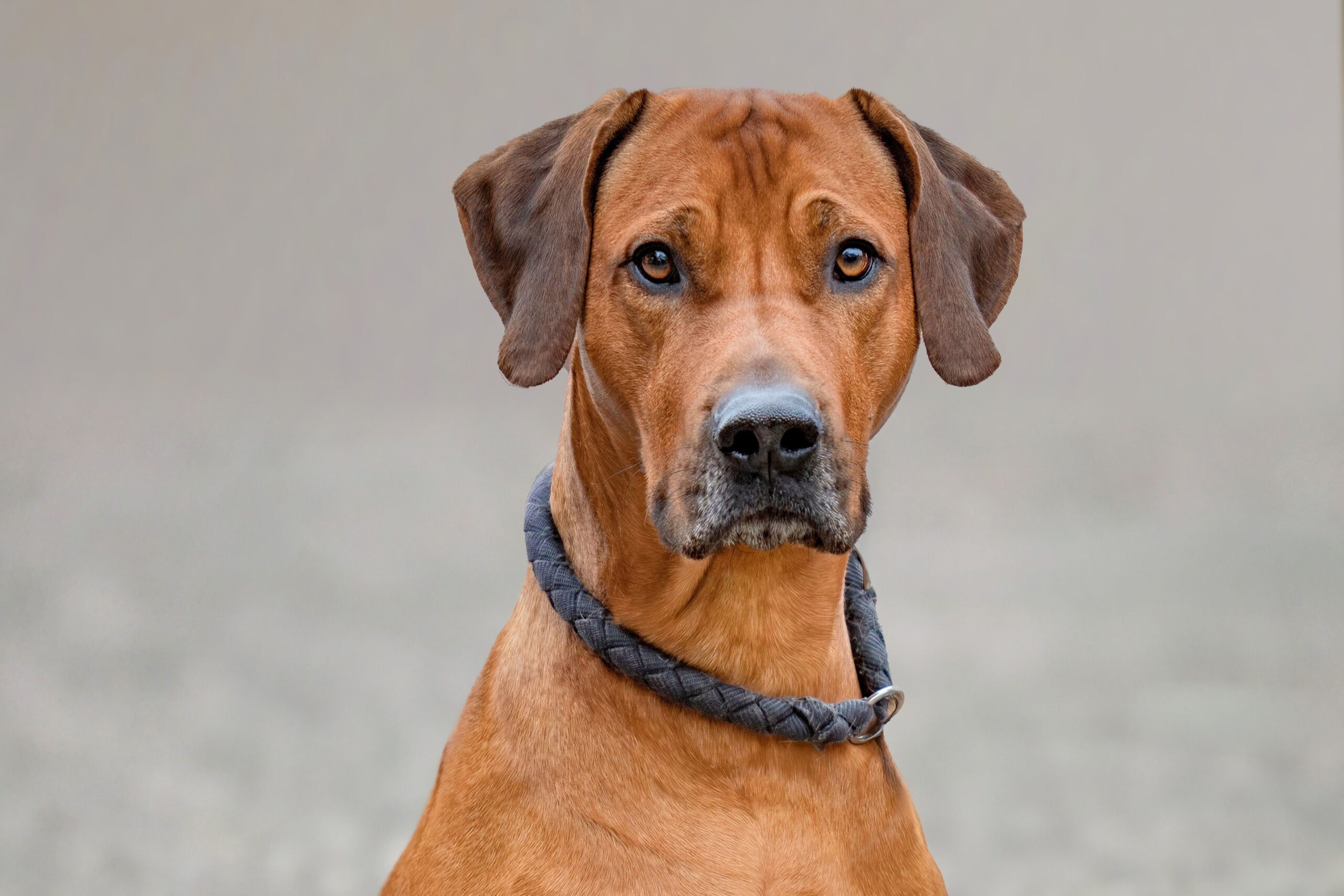 Gesunder Rhodesian Ridgeback beim Laufen