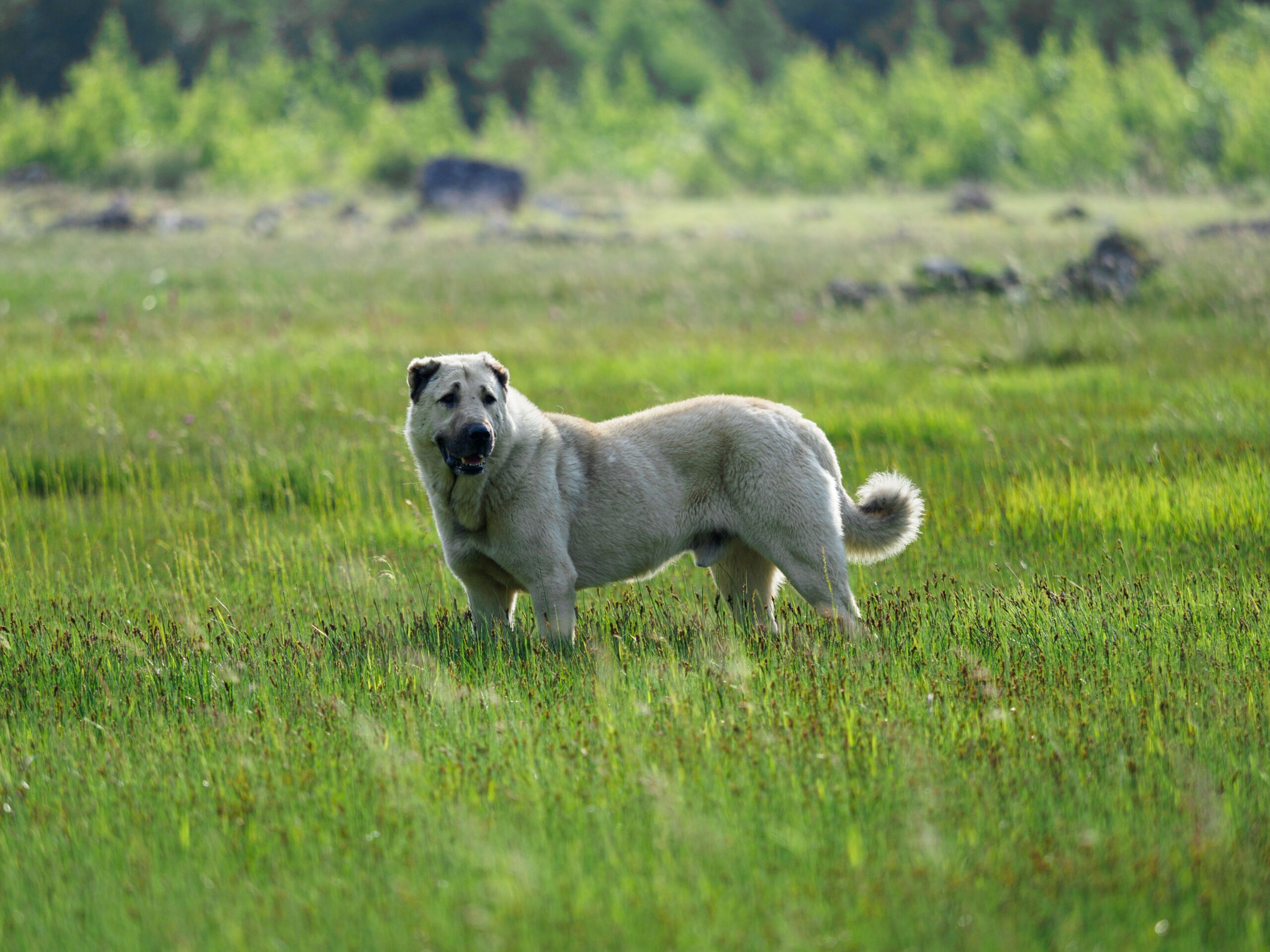 Kangal aufmerksam in ländlicher Umgebung