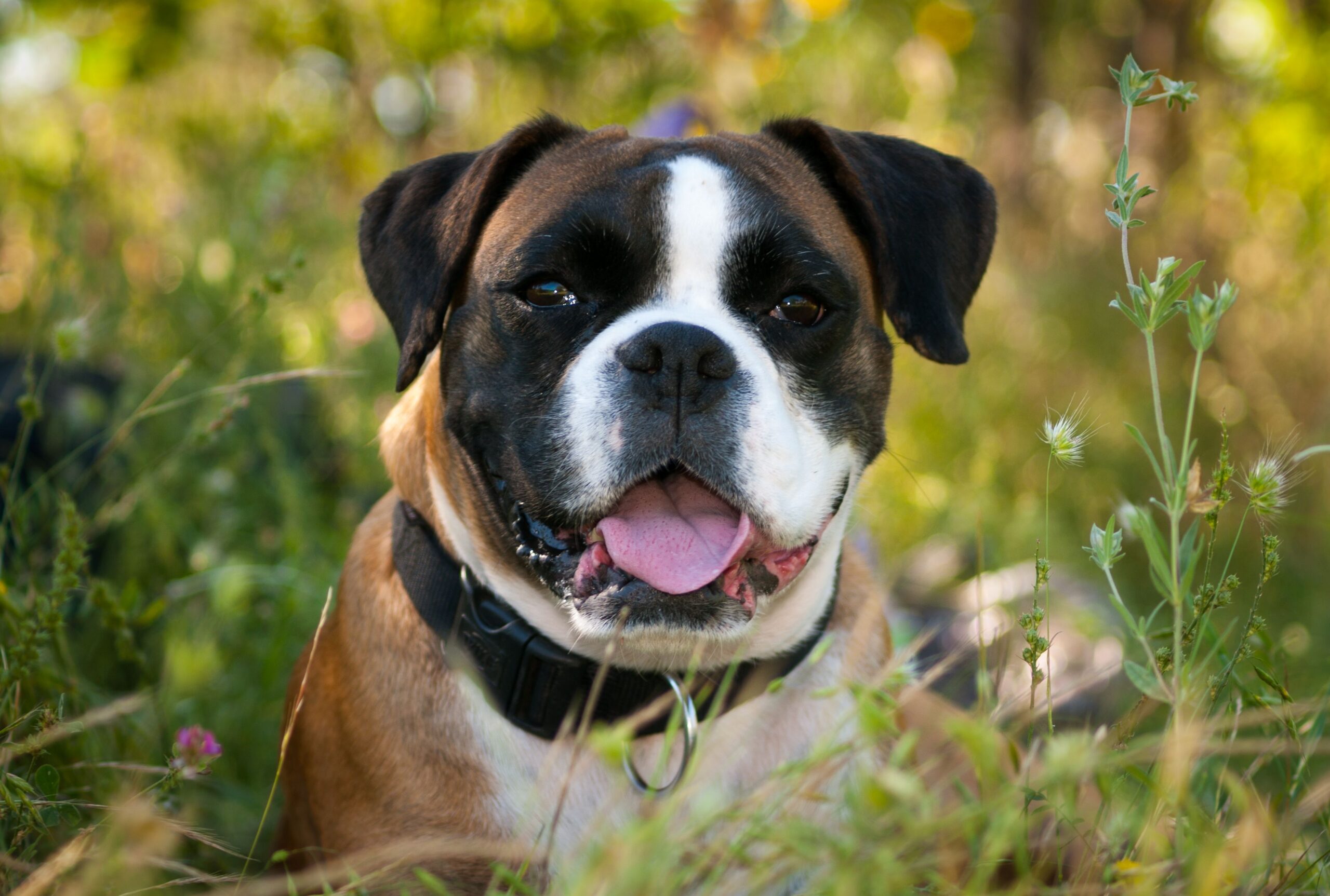 Boxer mit kräftigem Körperbau im Freien
