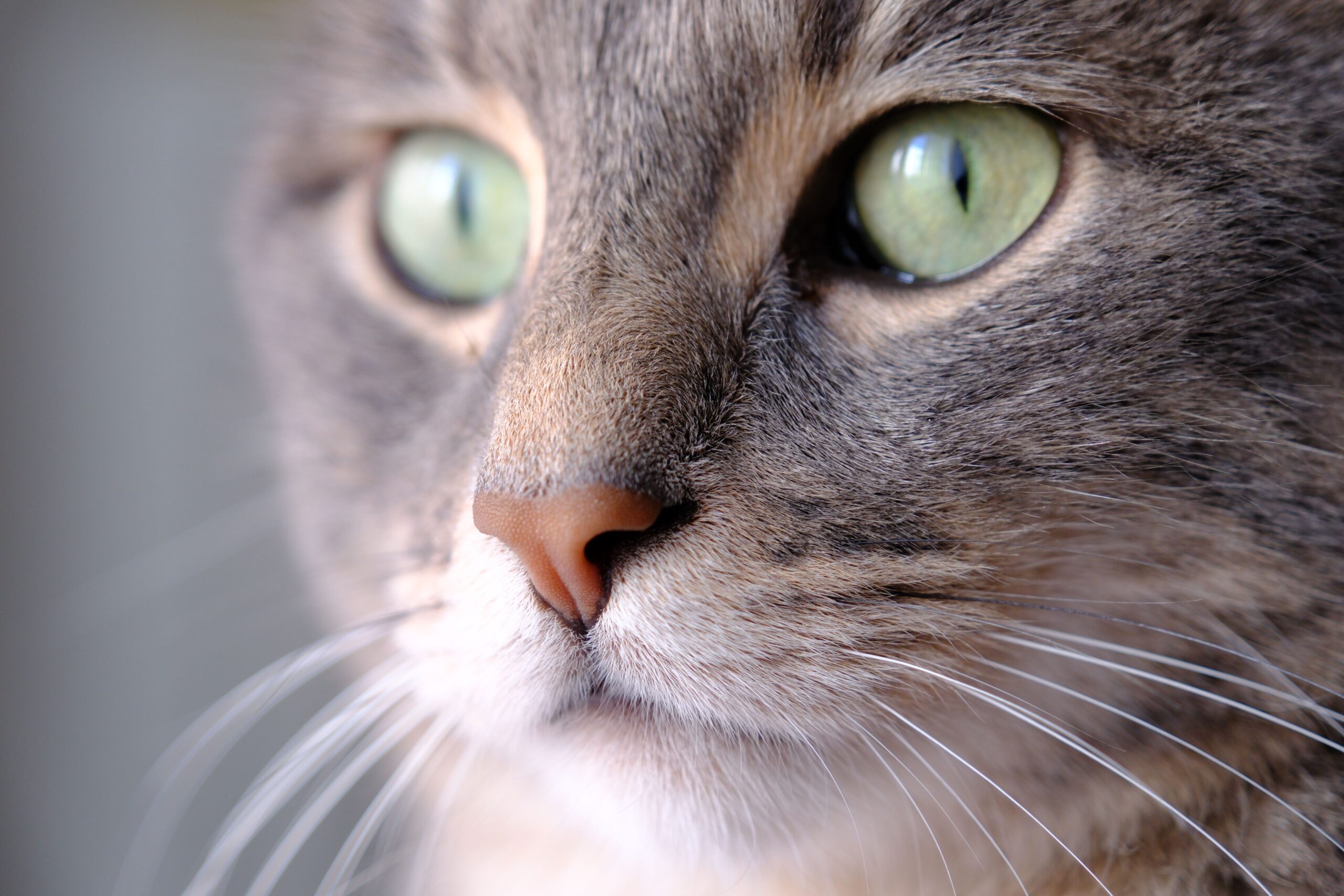 Australian Mist Katze mit typisch nebliger Fellzeichnung