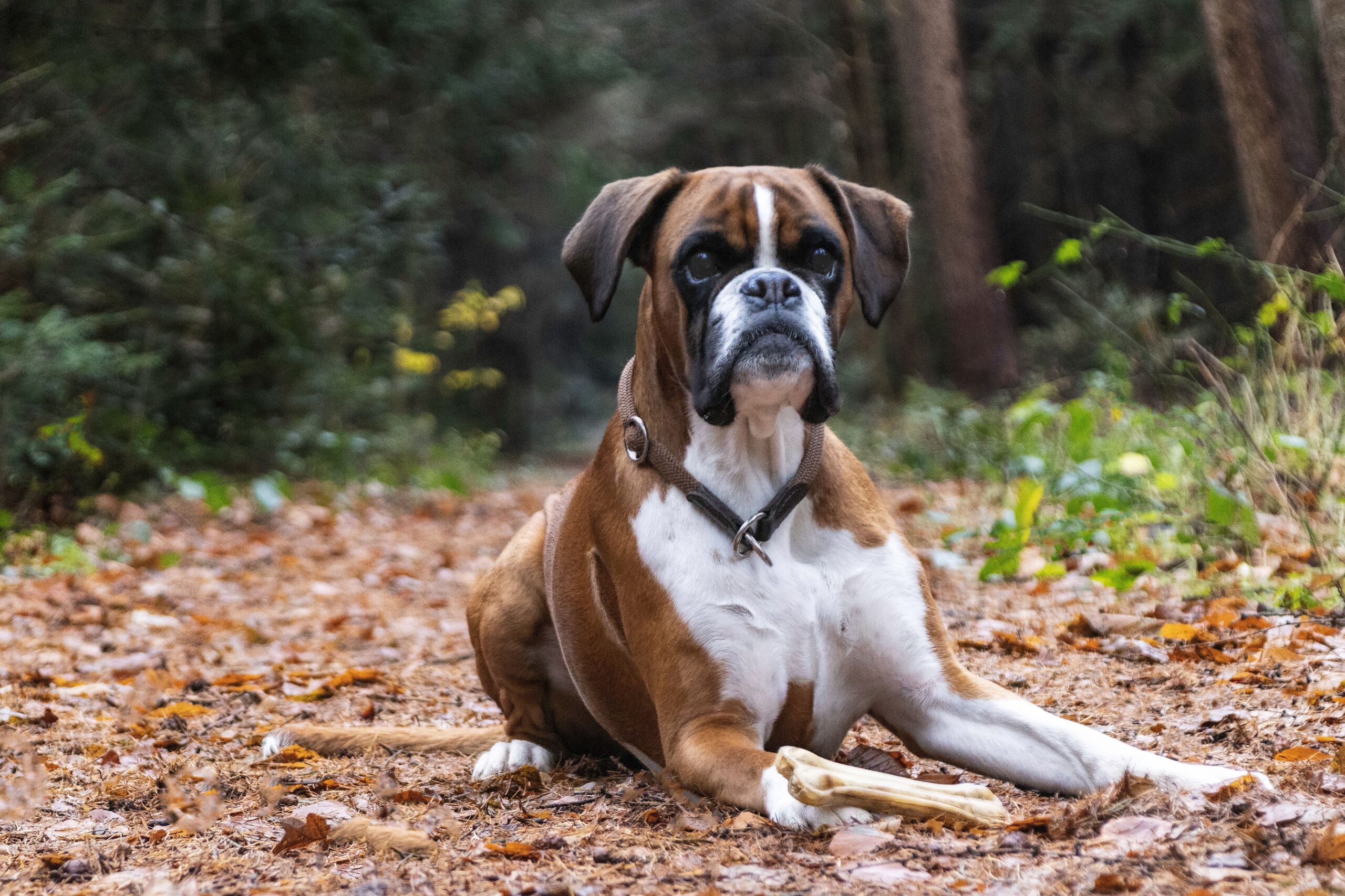 Boxer beim Spaziergang mit seinem Halter