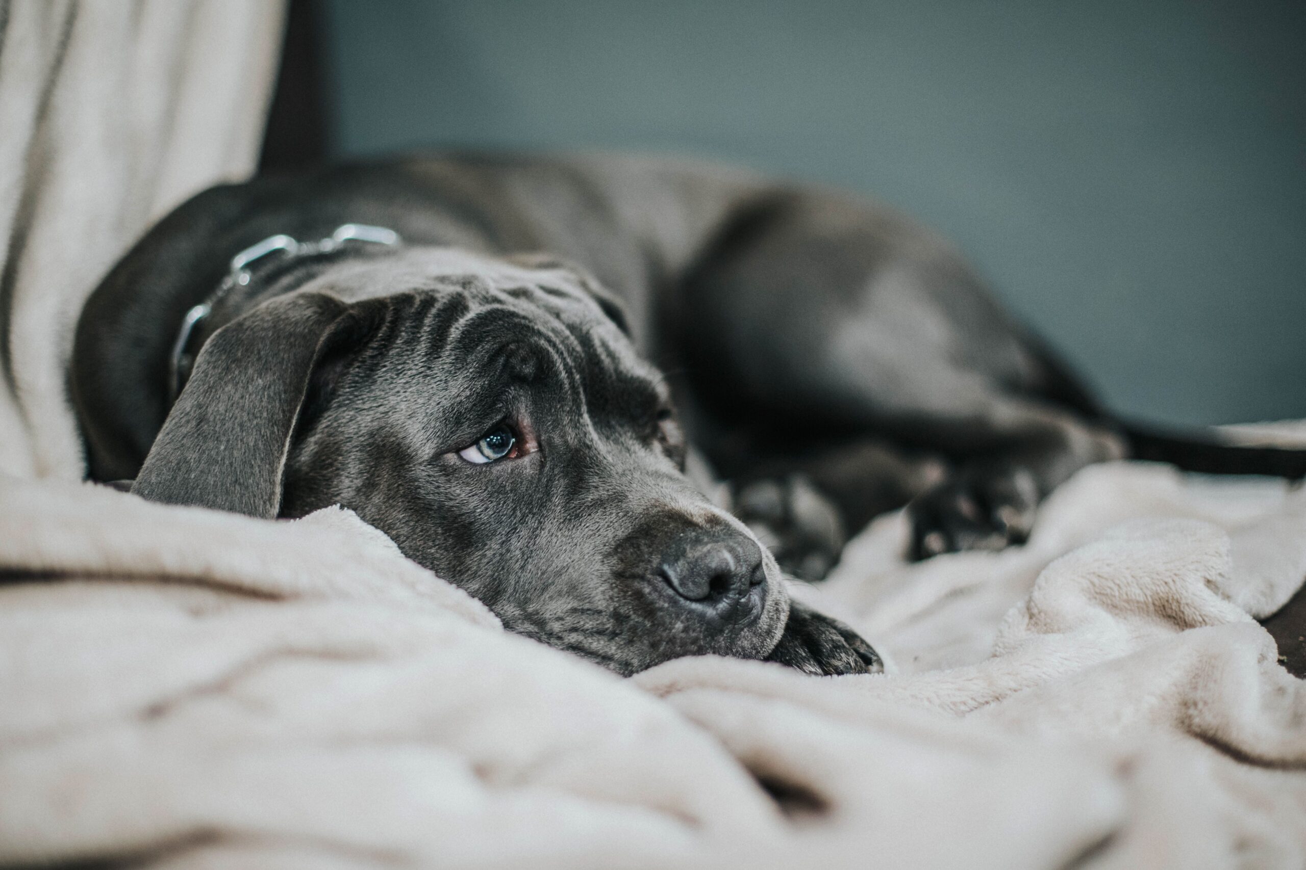 Cane Corso aufmerksam in der Natur