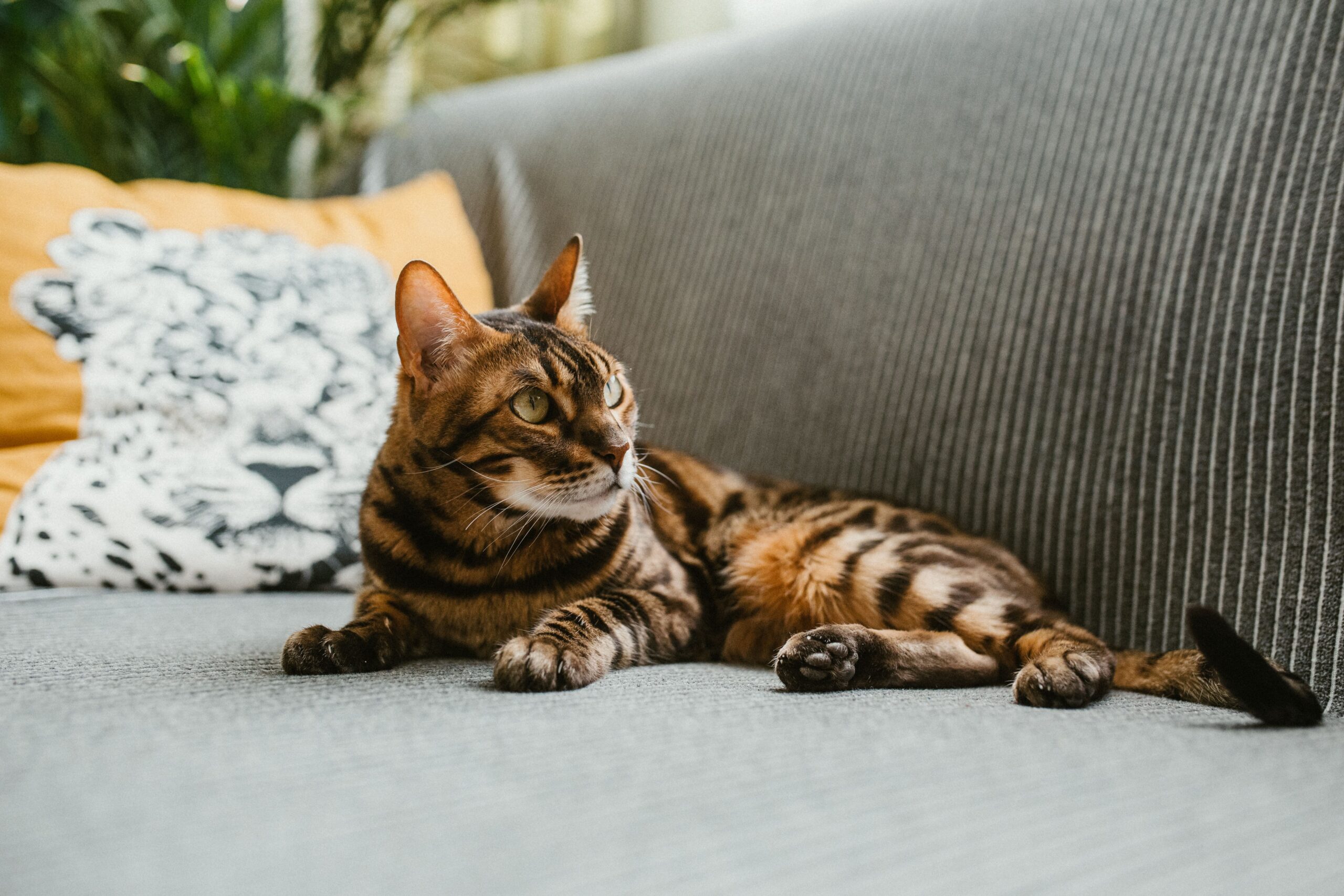 Toyger im Ganzkörperbild mit langem muskulösem Körper und vertikaler Tigerzeichnung