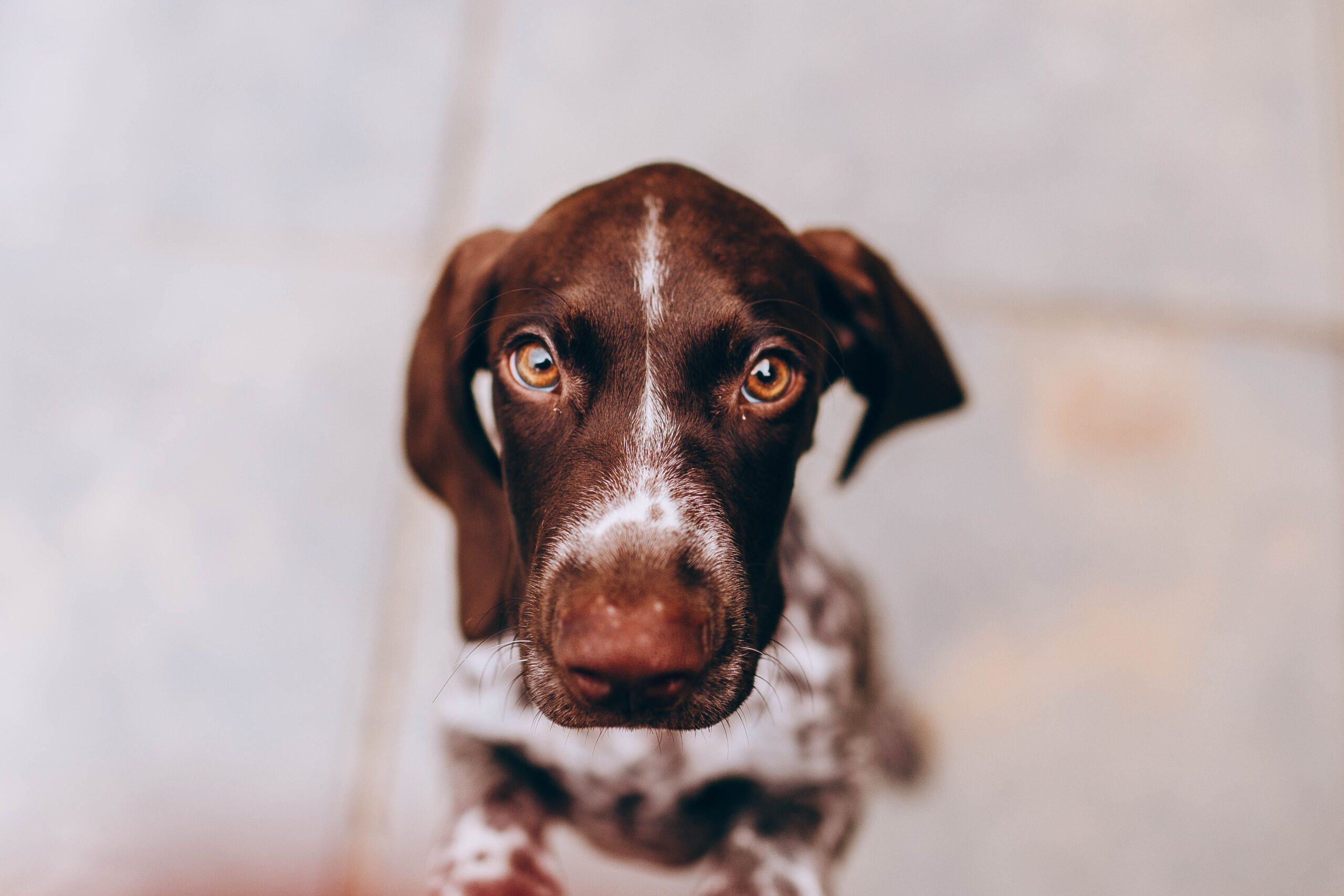Deutsche Dogge beim Spaziergang mit ihrem Halter