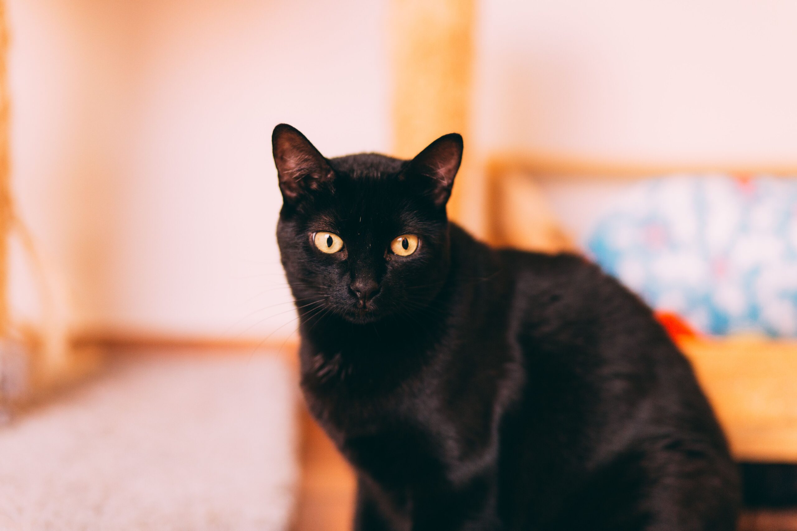 Bombay Katze bei der tierärztlichen Untersuchung