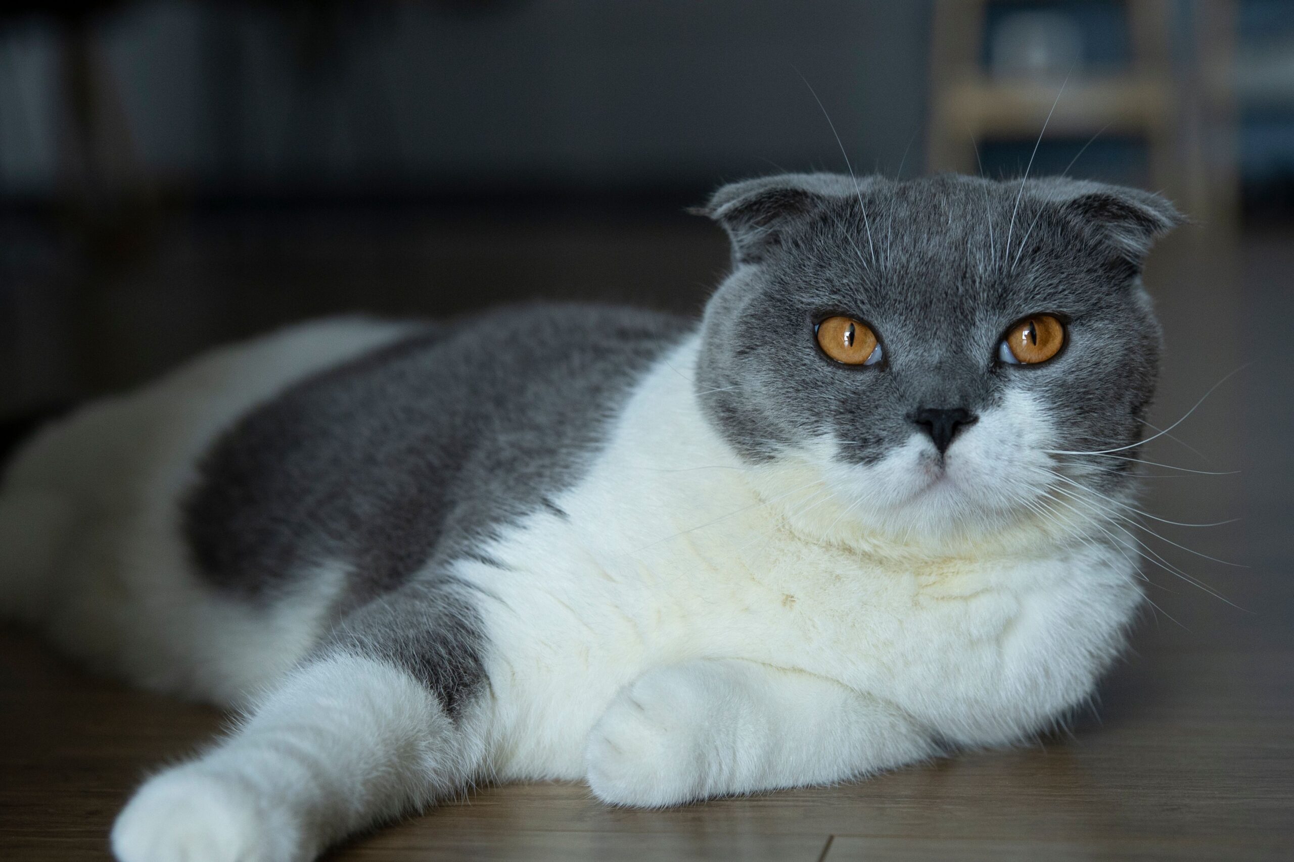 Scottish Fold Katze im Ganzkörperbild – Körperbau, Beine und typische Ohrform